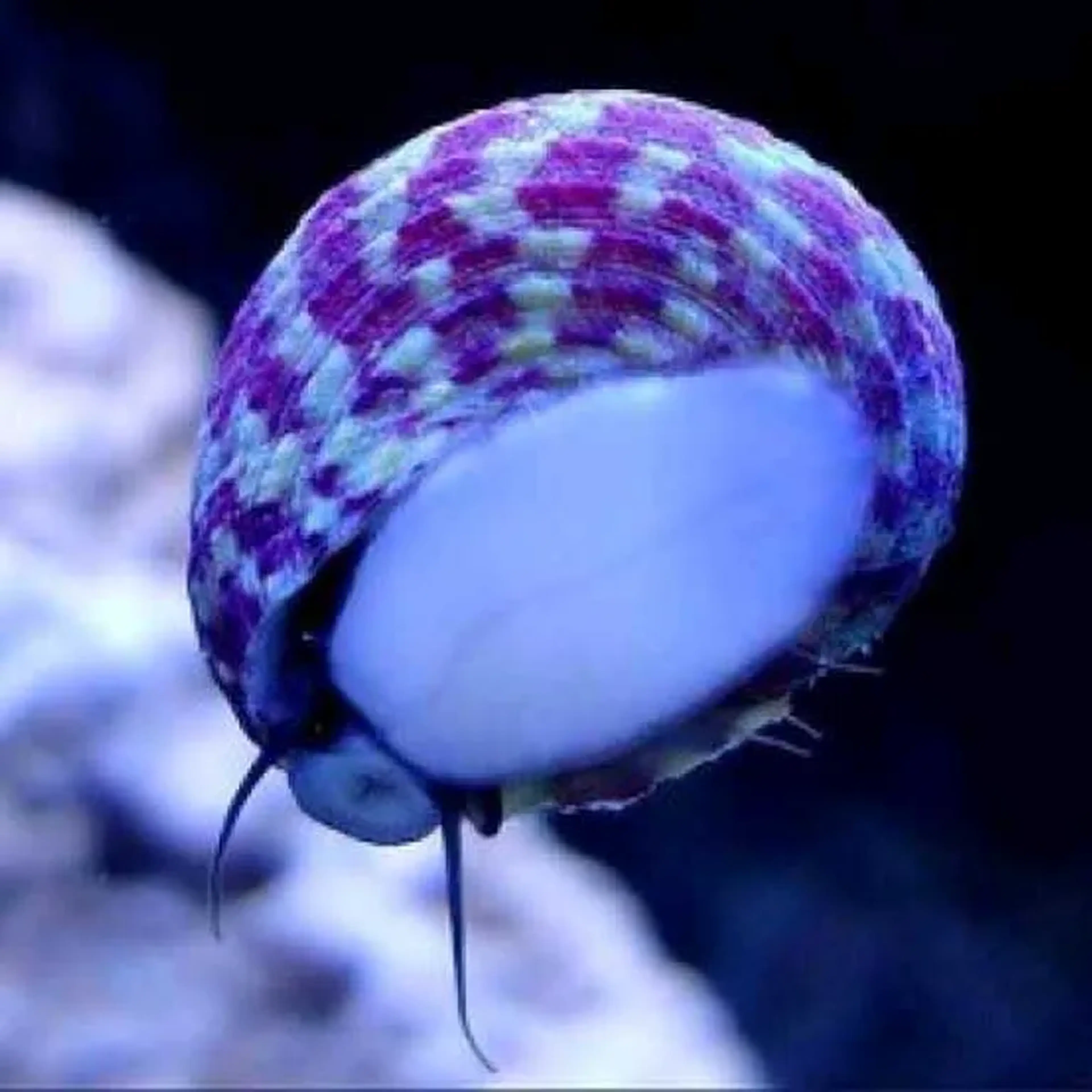TURBO SNAIL imagem