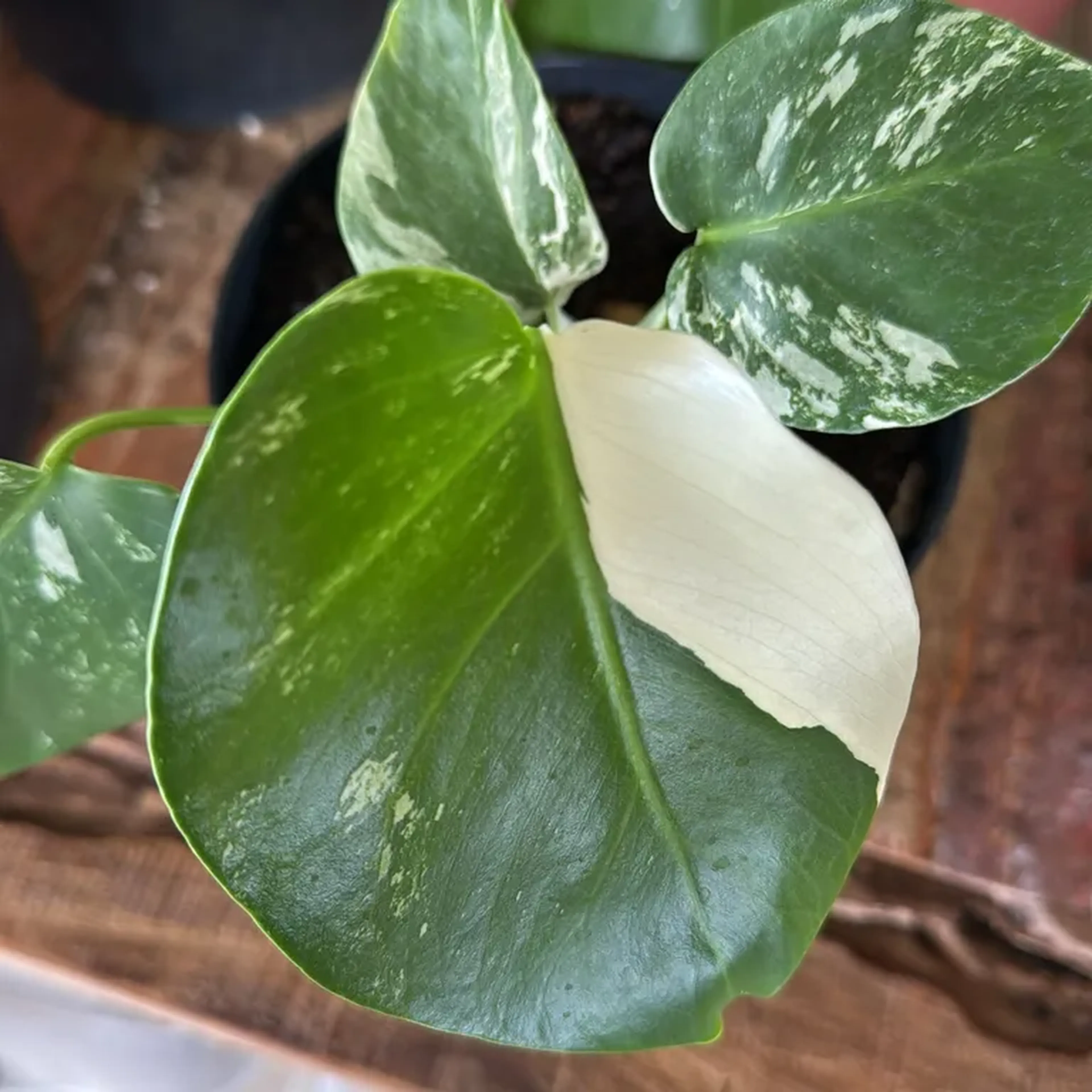 monstera variegata com mutação no formato das folhas imagem