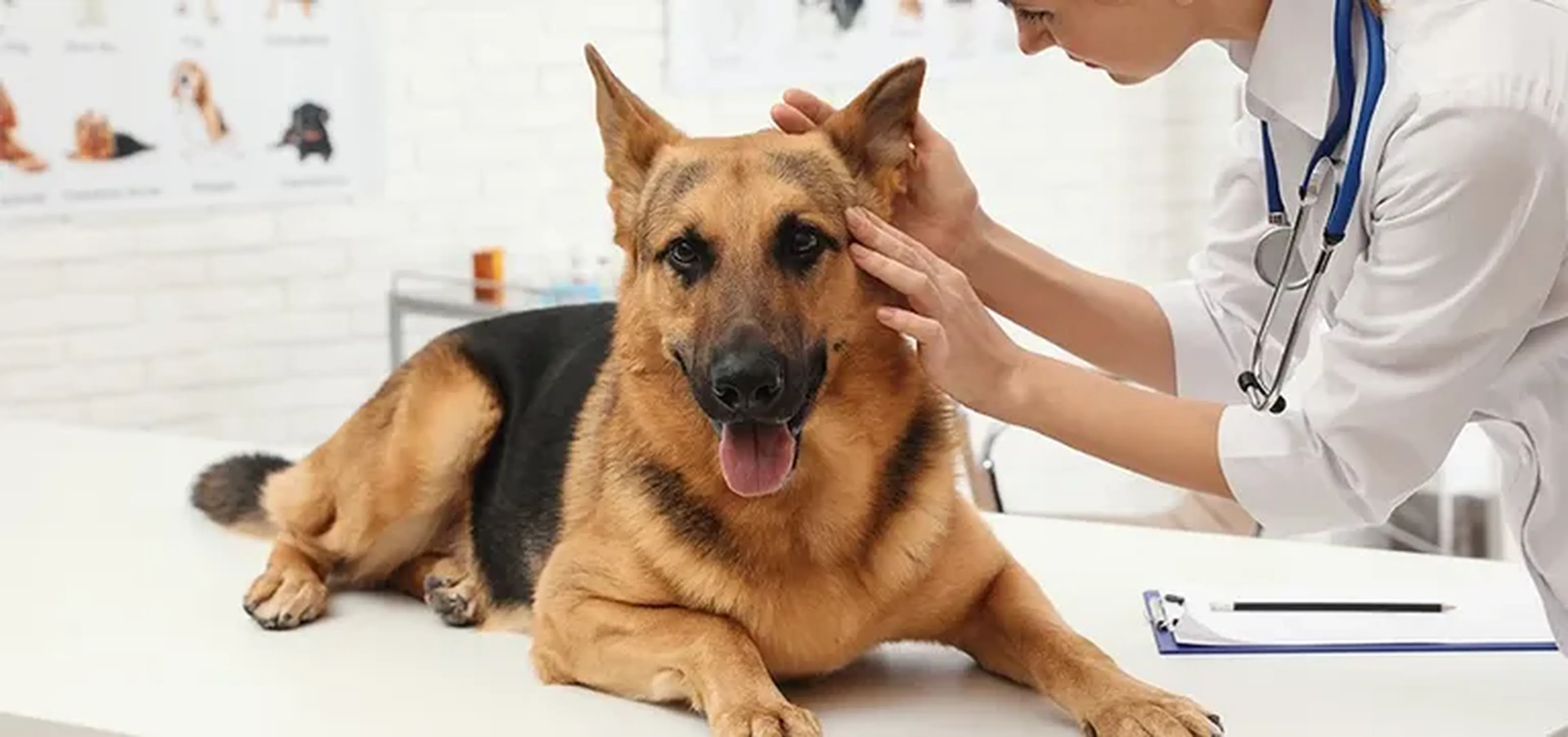 Consulta Veterinário(a). Click sobre a imagem para agendar. imagem