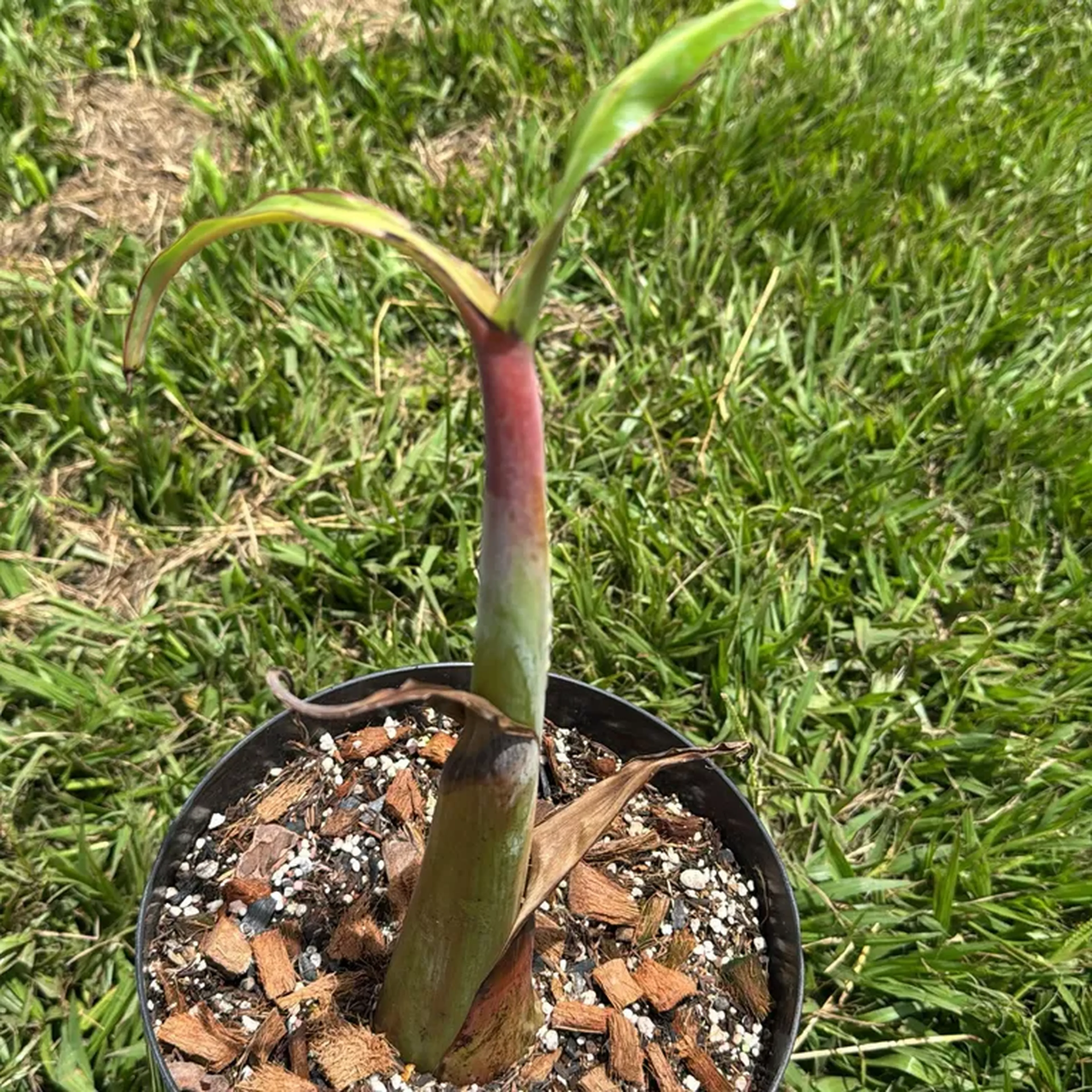 Bananeira Variegata Florida Ae Ae imagem