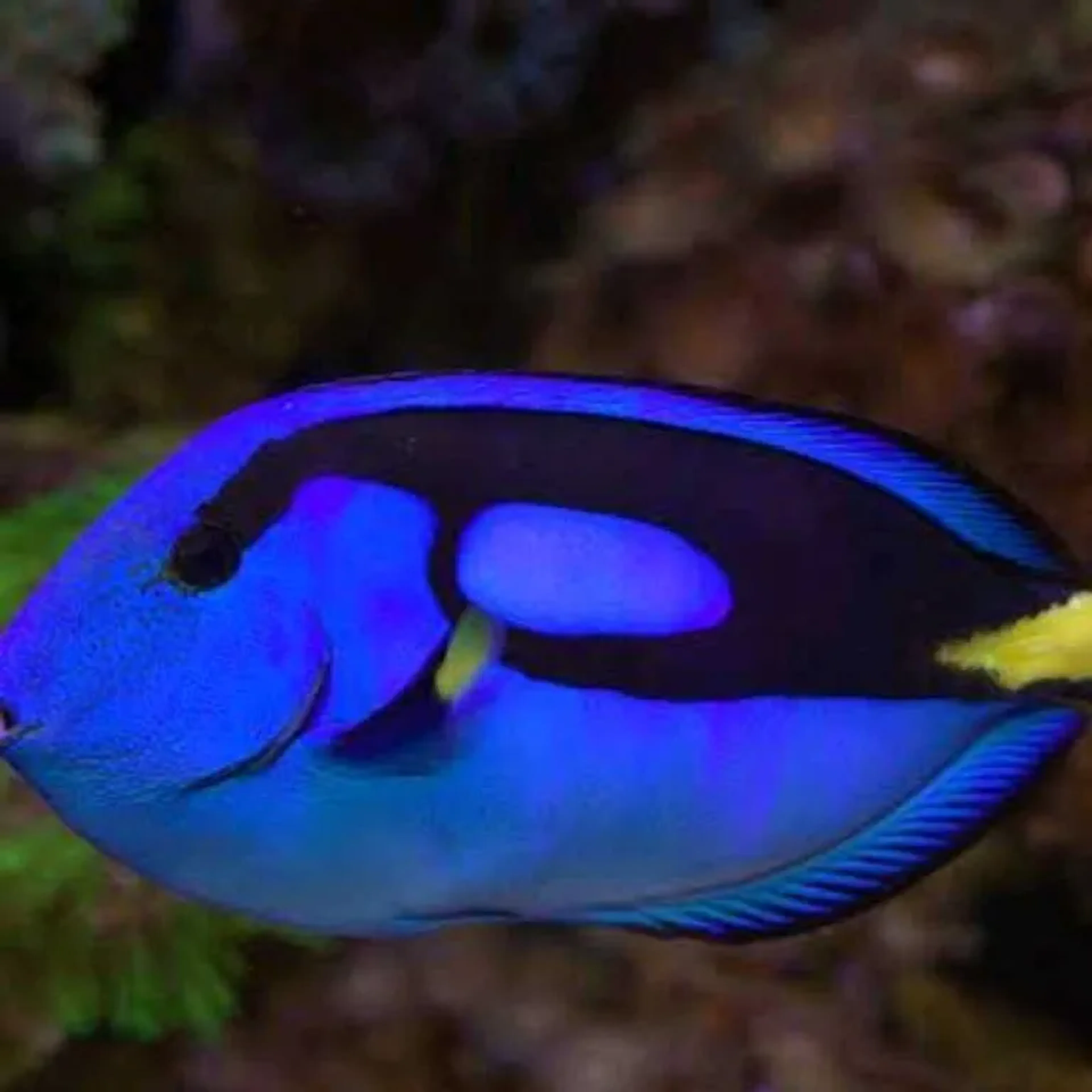 hepatus Tang imagem
