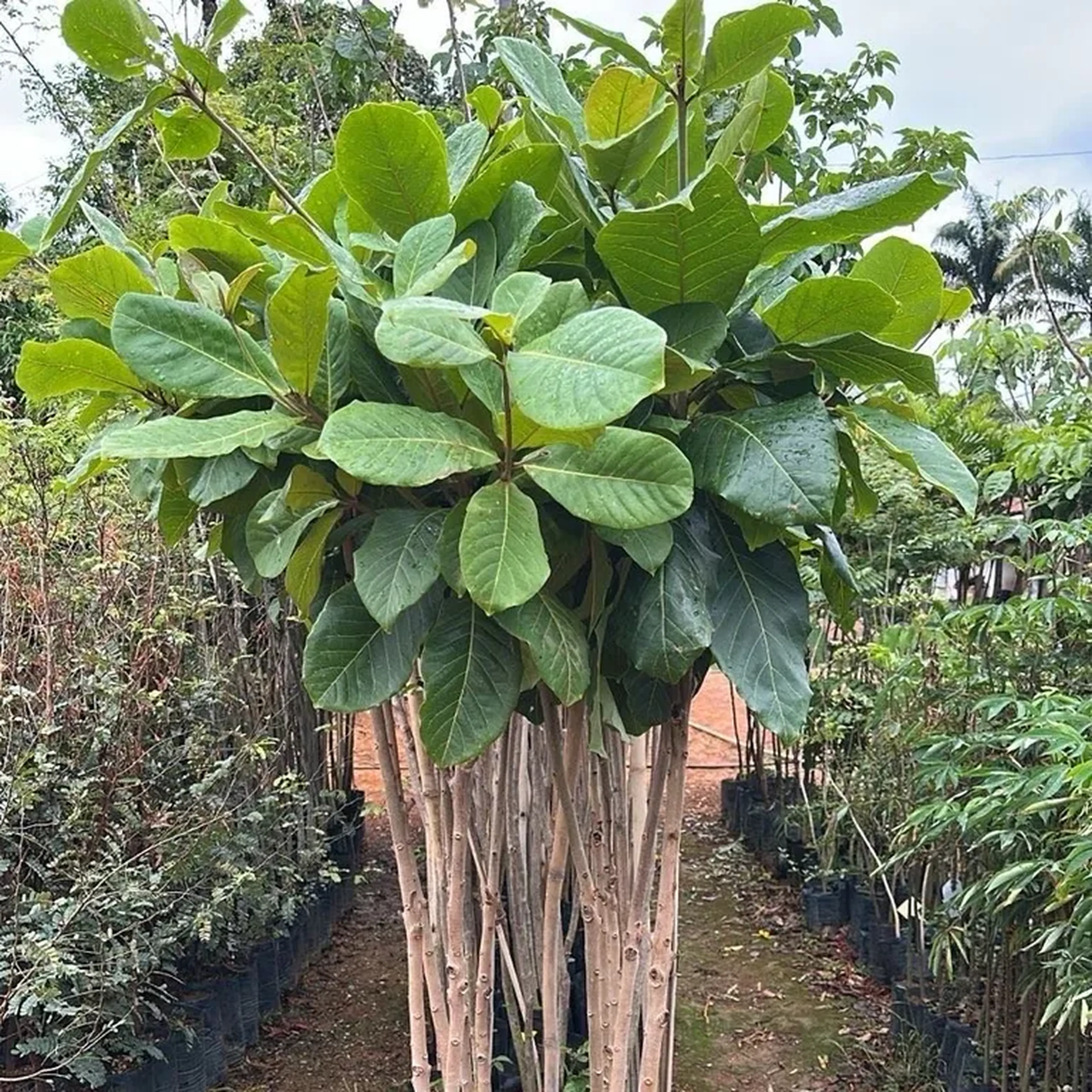 Sete copa amendoeira imagem