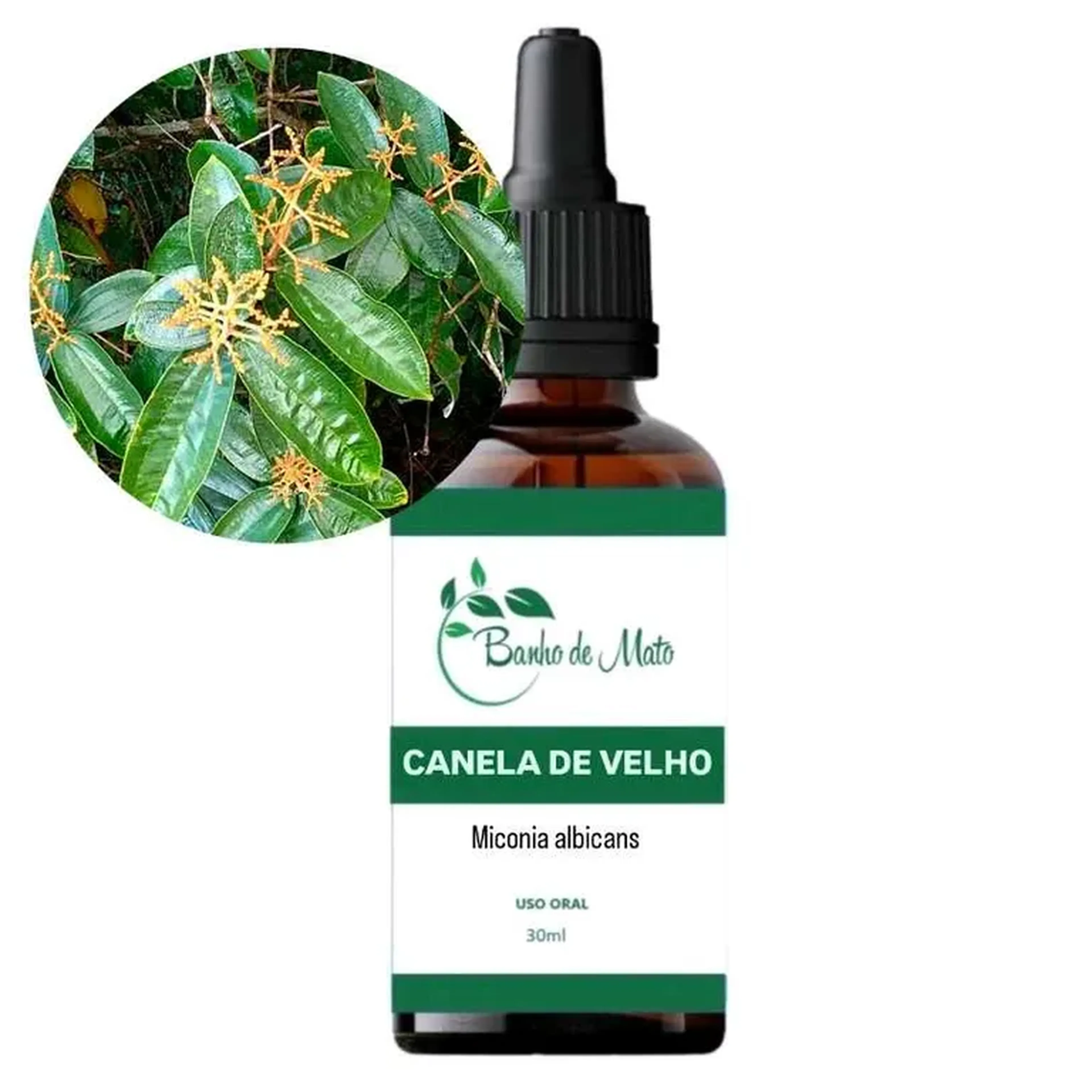 Extrato - CANELA DE VELHO (Miconia albicans) imagem