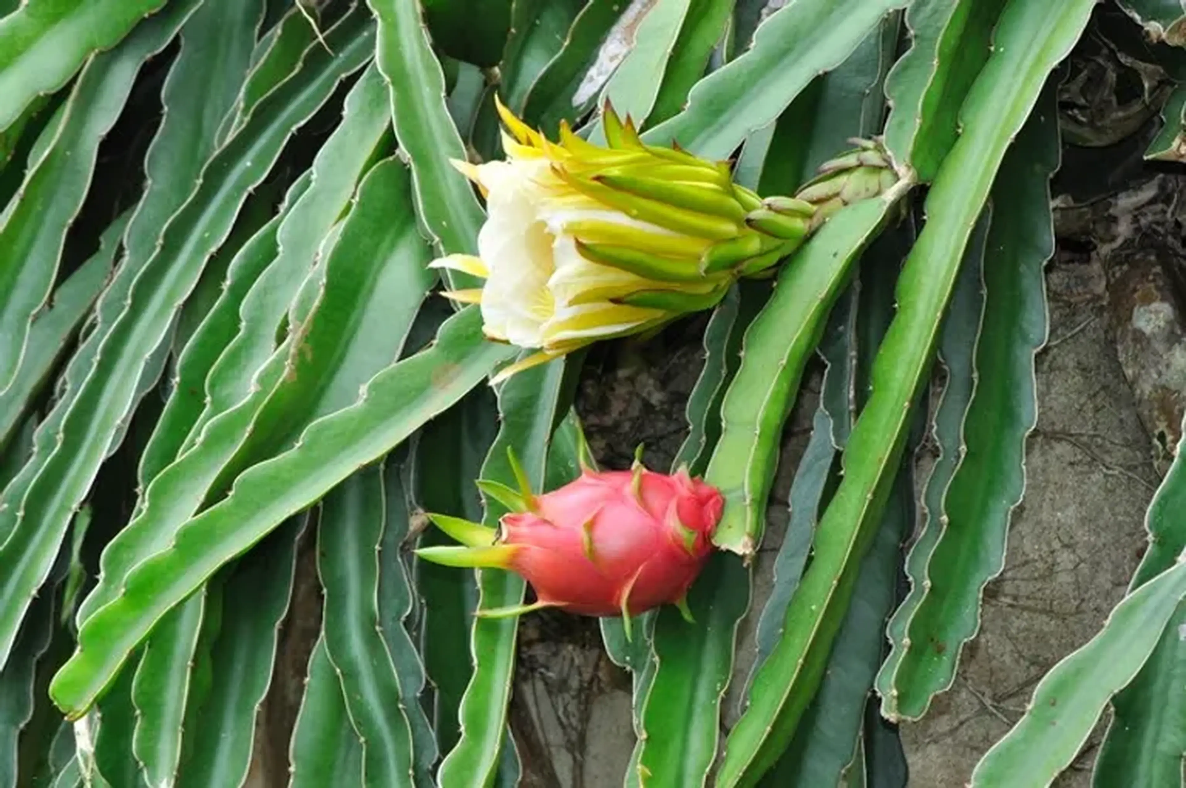Pitaia Branca [Hylocereus undatus] (enraizada) imagem