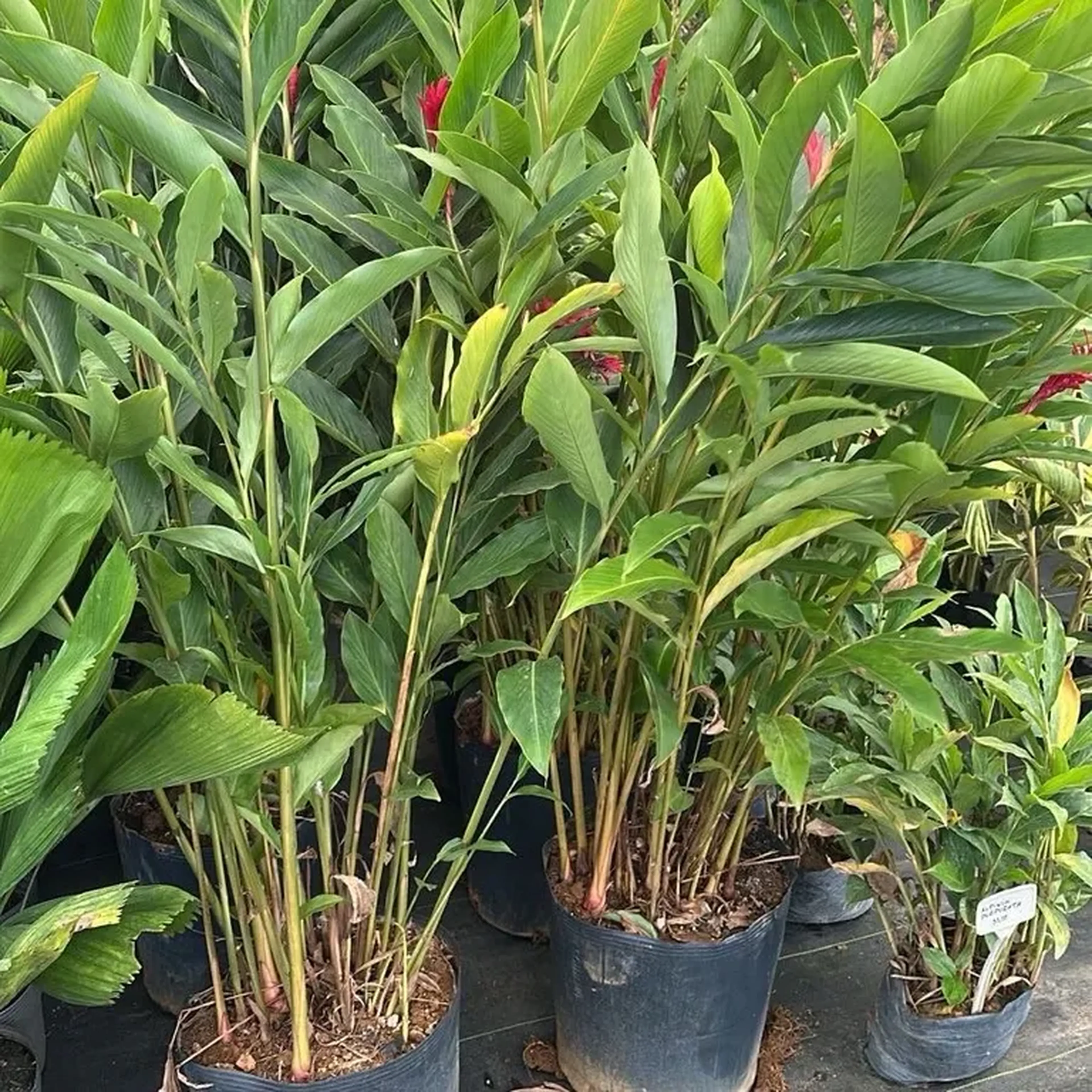 Alpinea purpurata (G) imagem