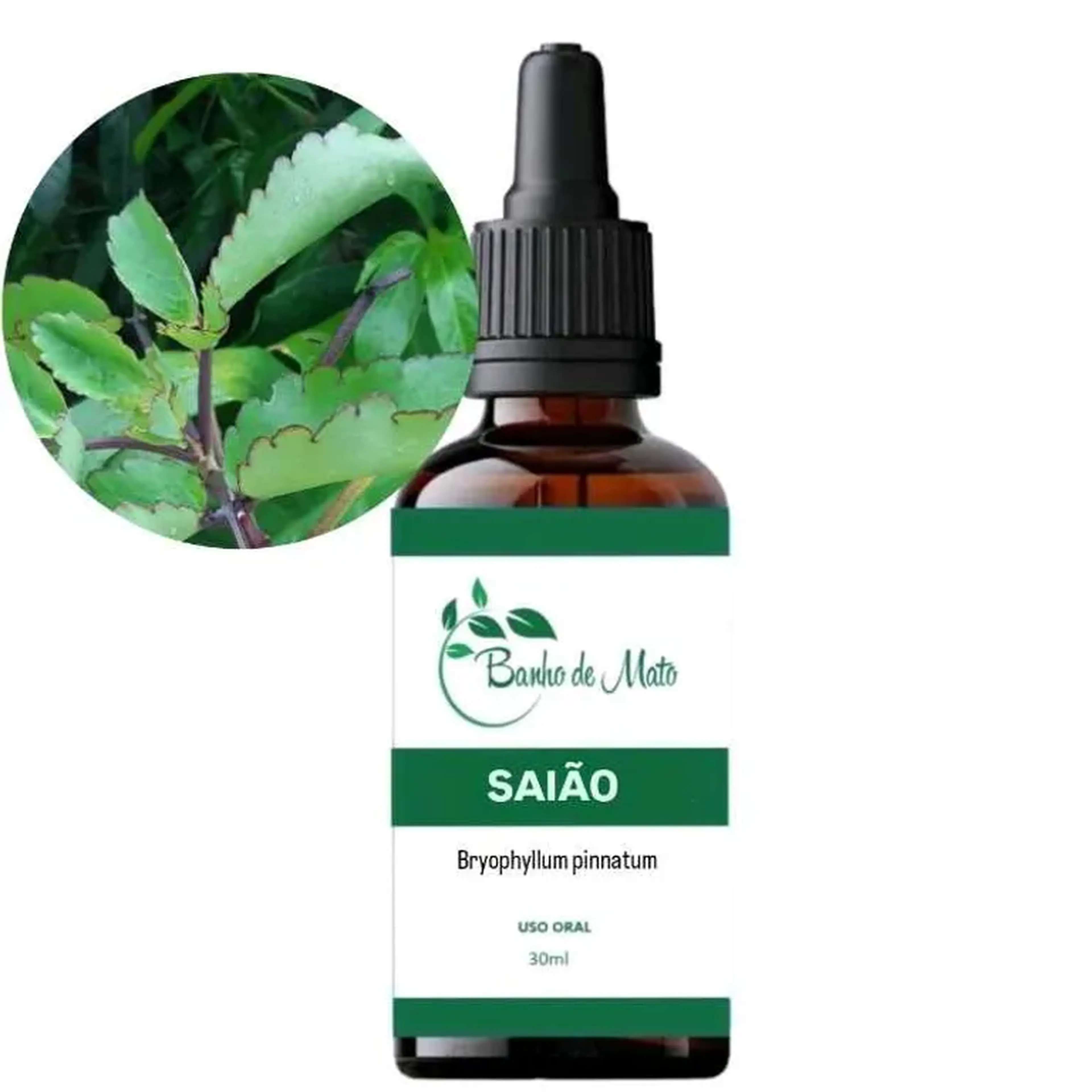 Extrato - SAIÃO (Kalanchoe pinnata) imagem