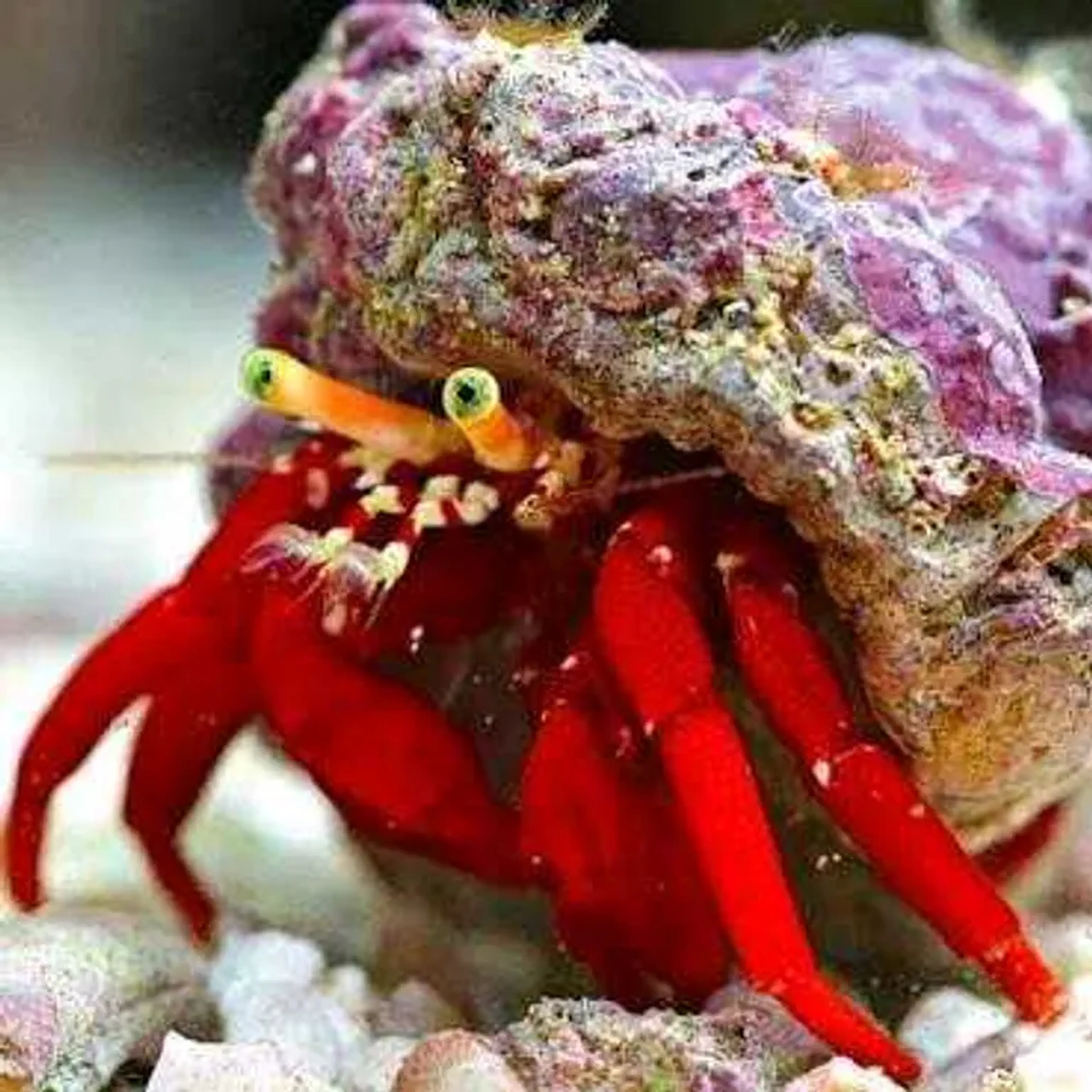 PAGURO PATA VERMELHA CARIBE imagem