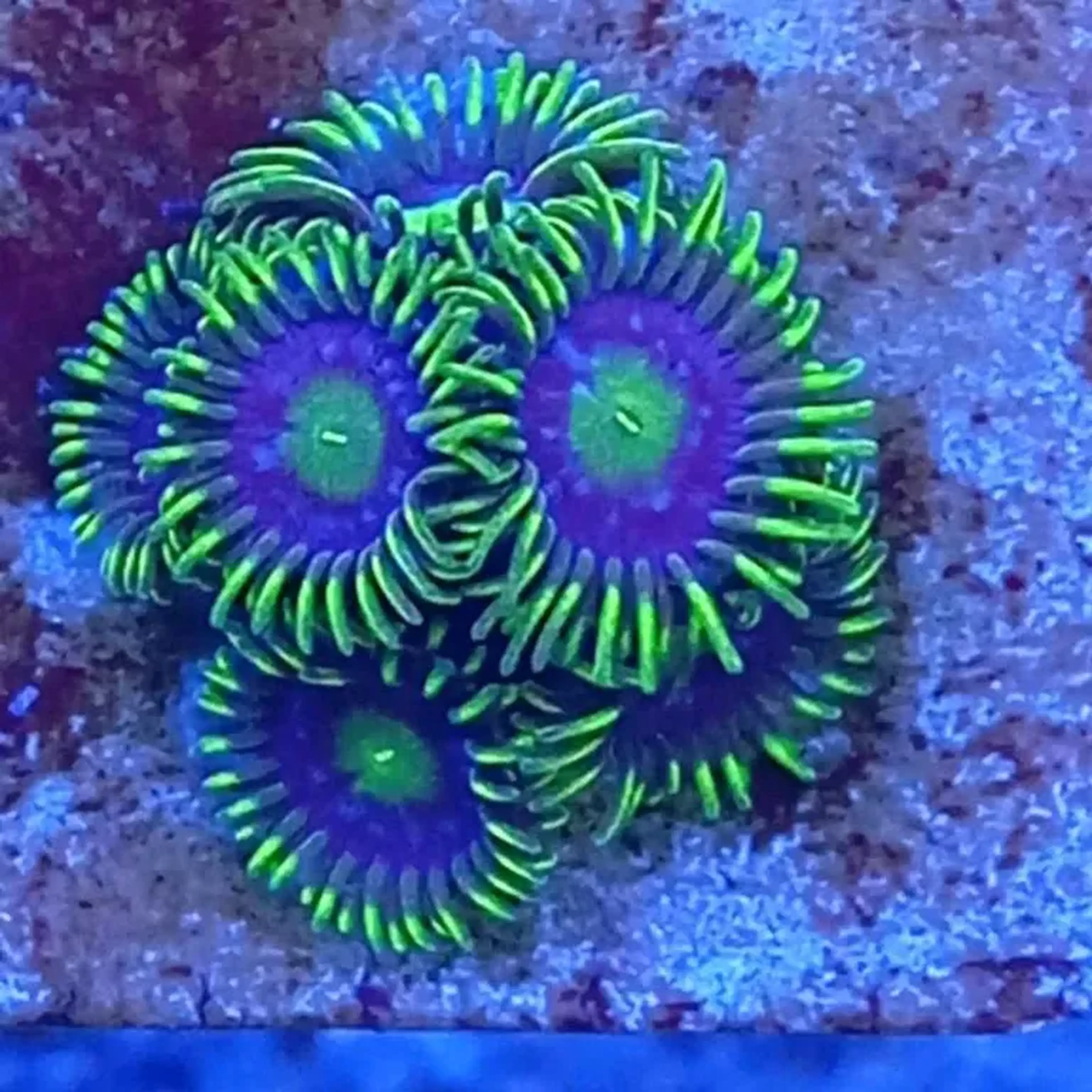 ZOANTHUS BABY BLACK BLUE imagem
