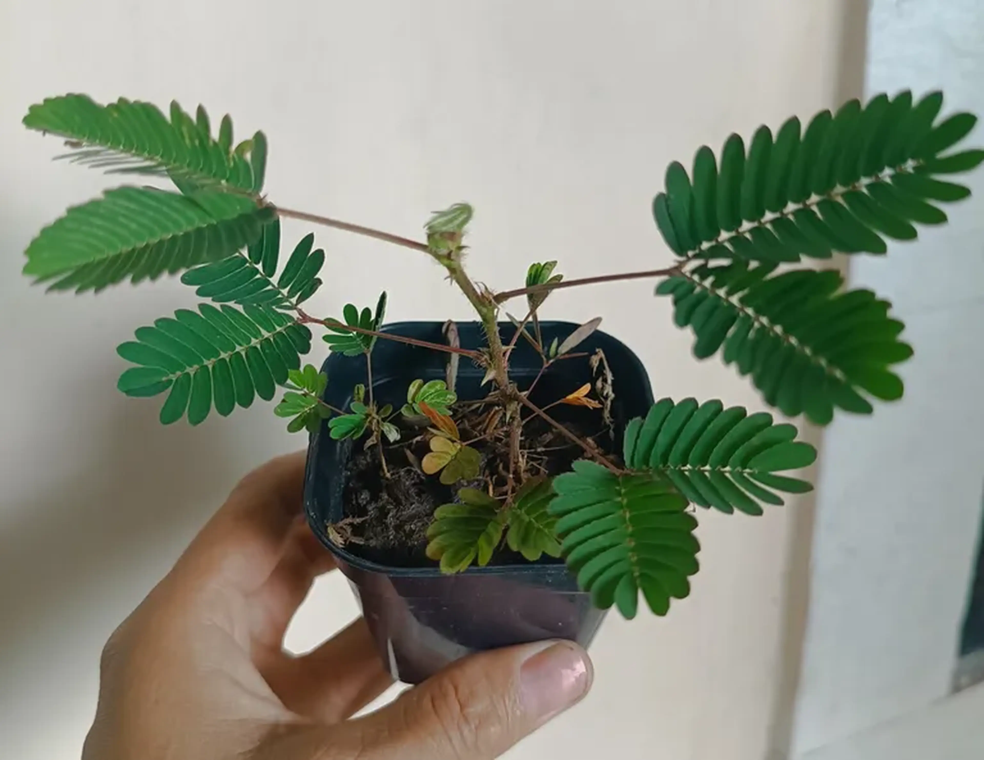 Muda Dormideira. (Mimosa Pudica) imagem