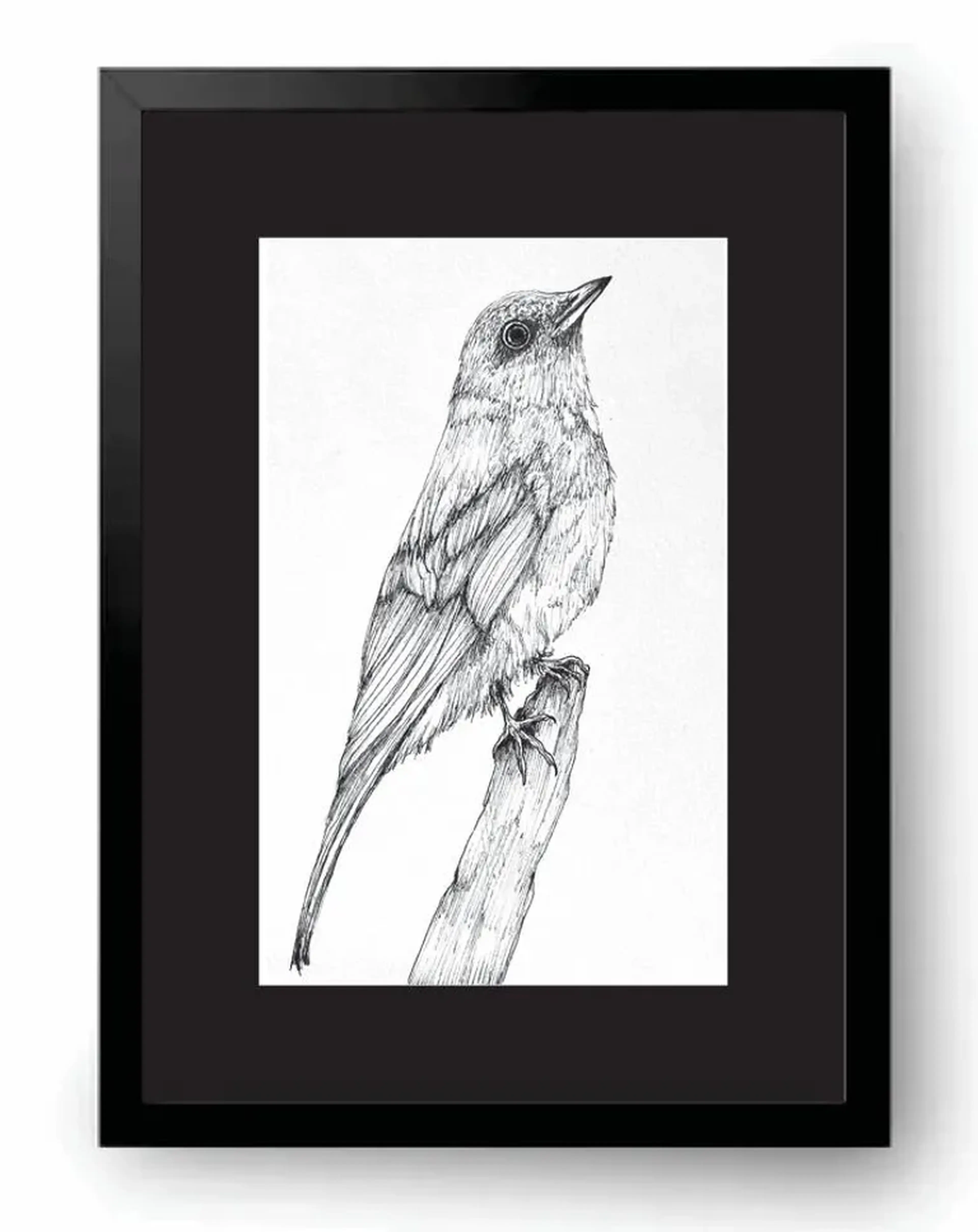 Sabiá Castanho- 33x24cm imagem