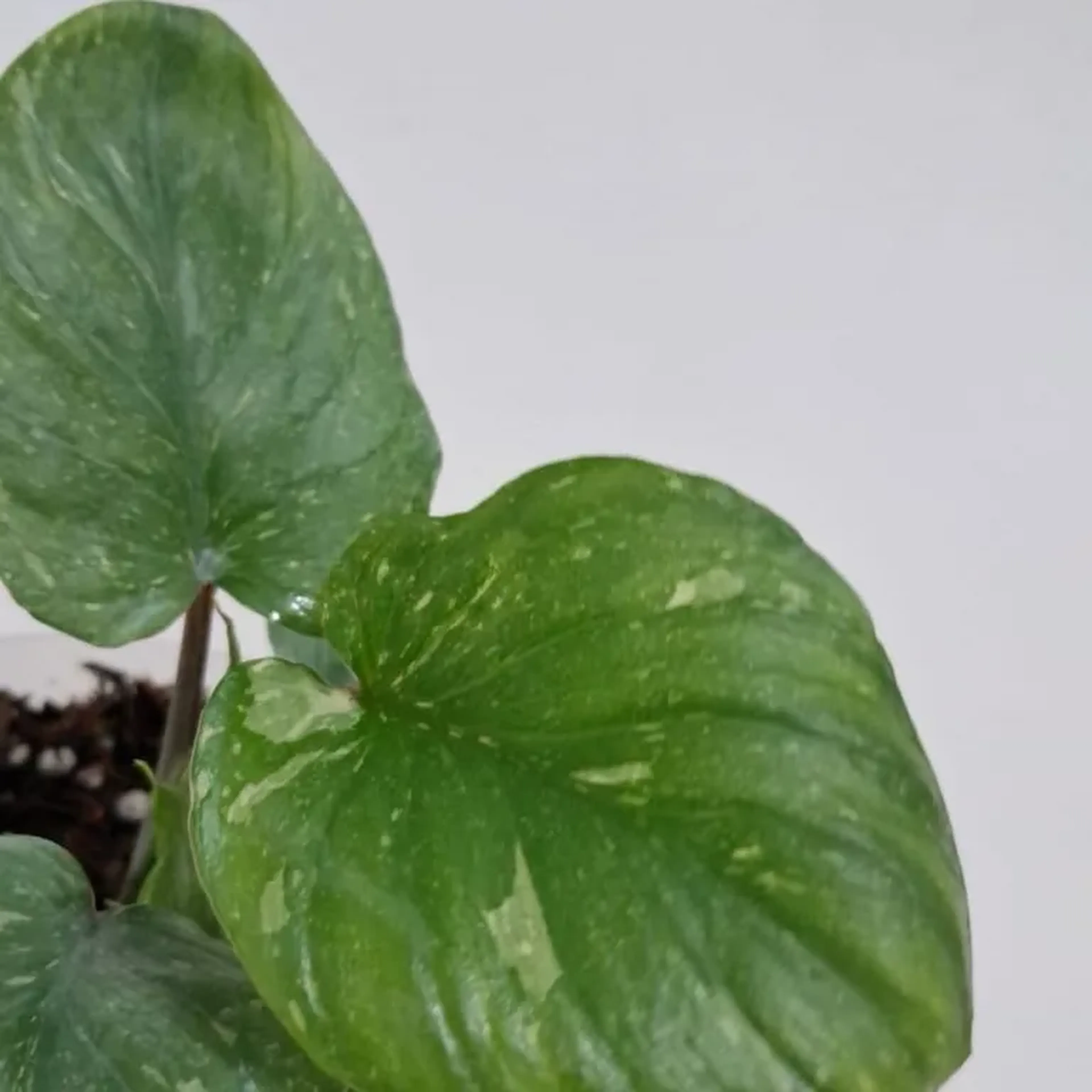 Homalomena rubescens variegata (Stardust) imagem