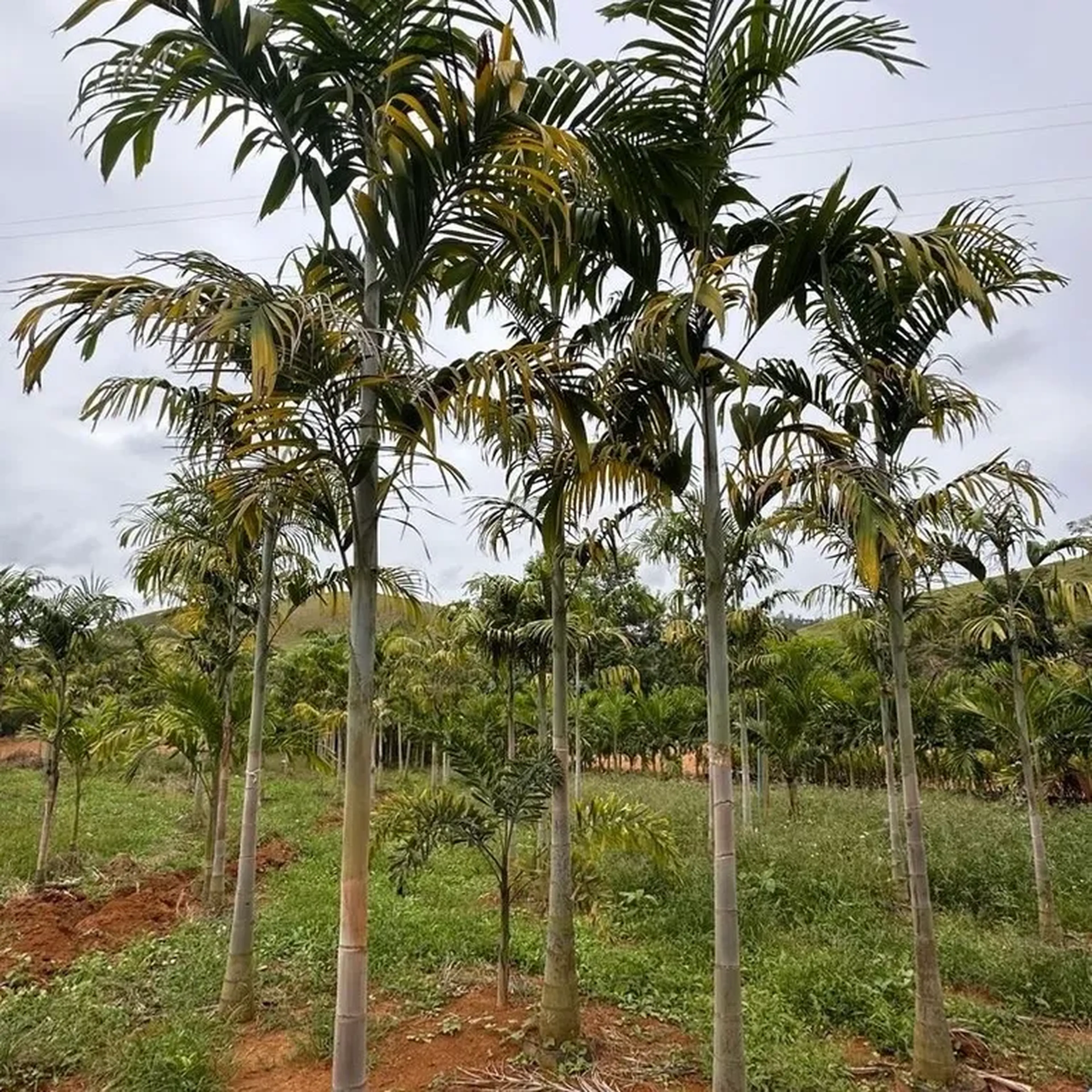 Palmeira Carpentária (G) imagem