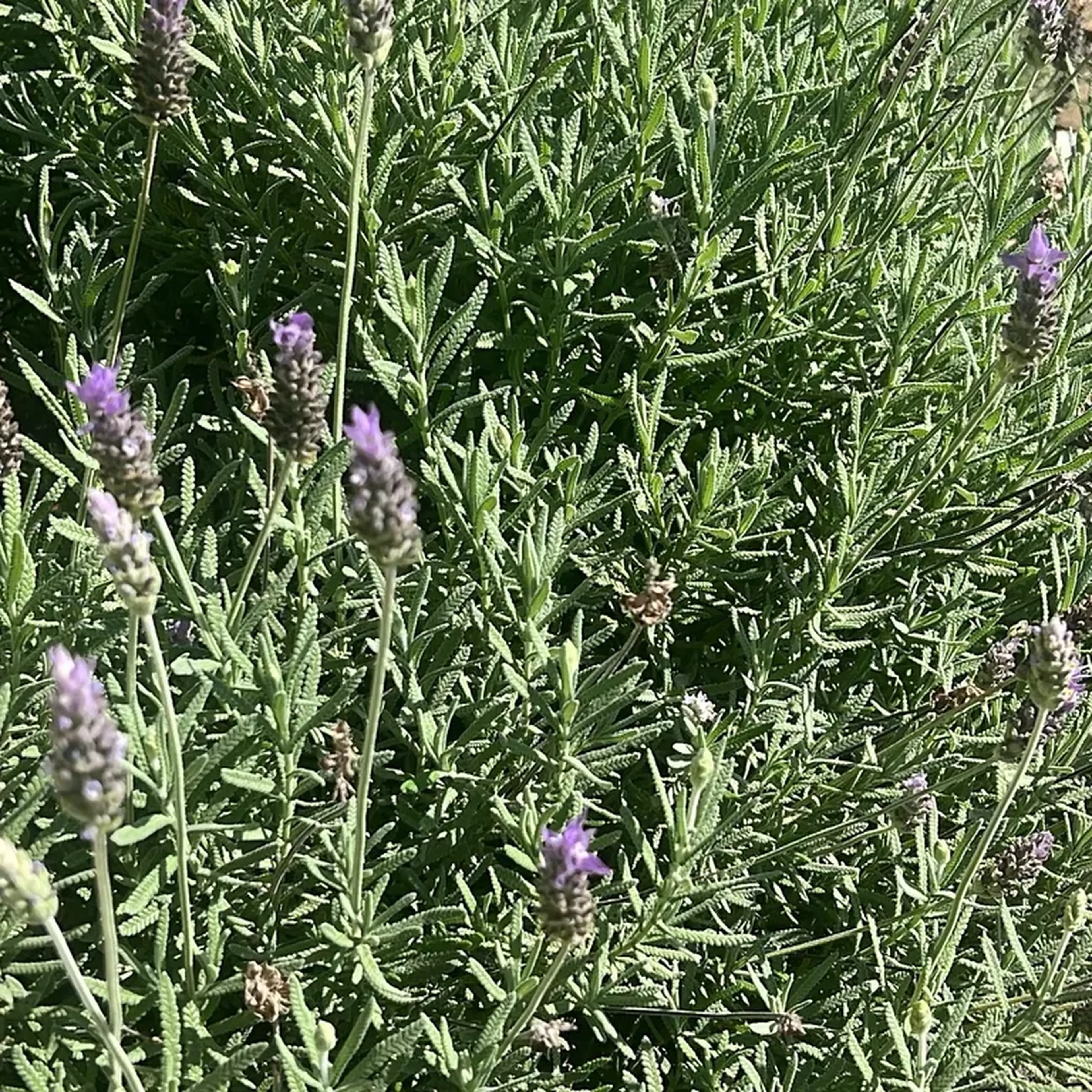 parcela final Mah somatização imagem