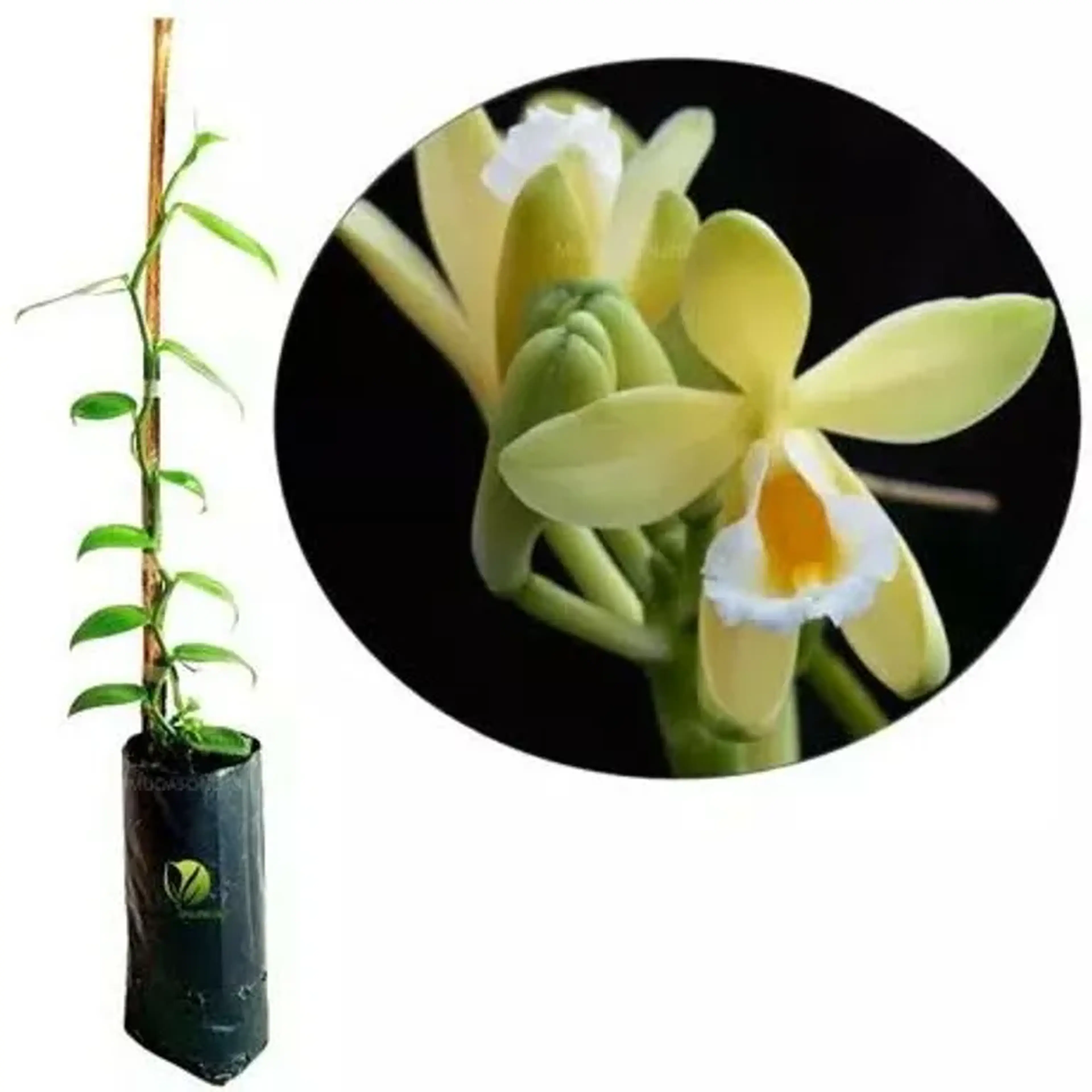 Muda - orquídea baunilha imagem
