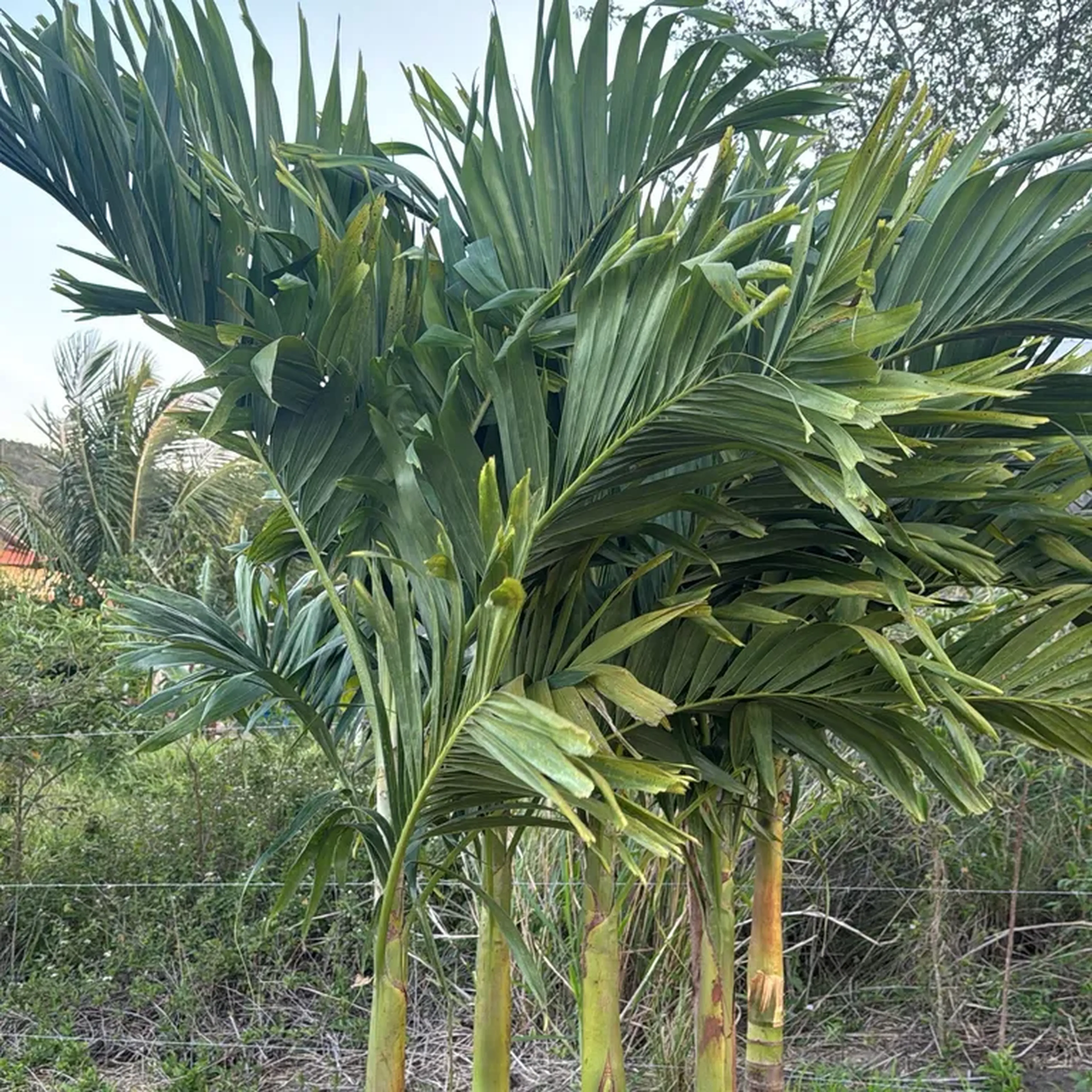 Palmeira veitchia 2.50 metros imagem