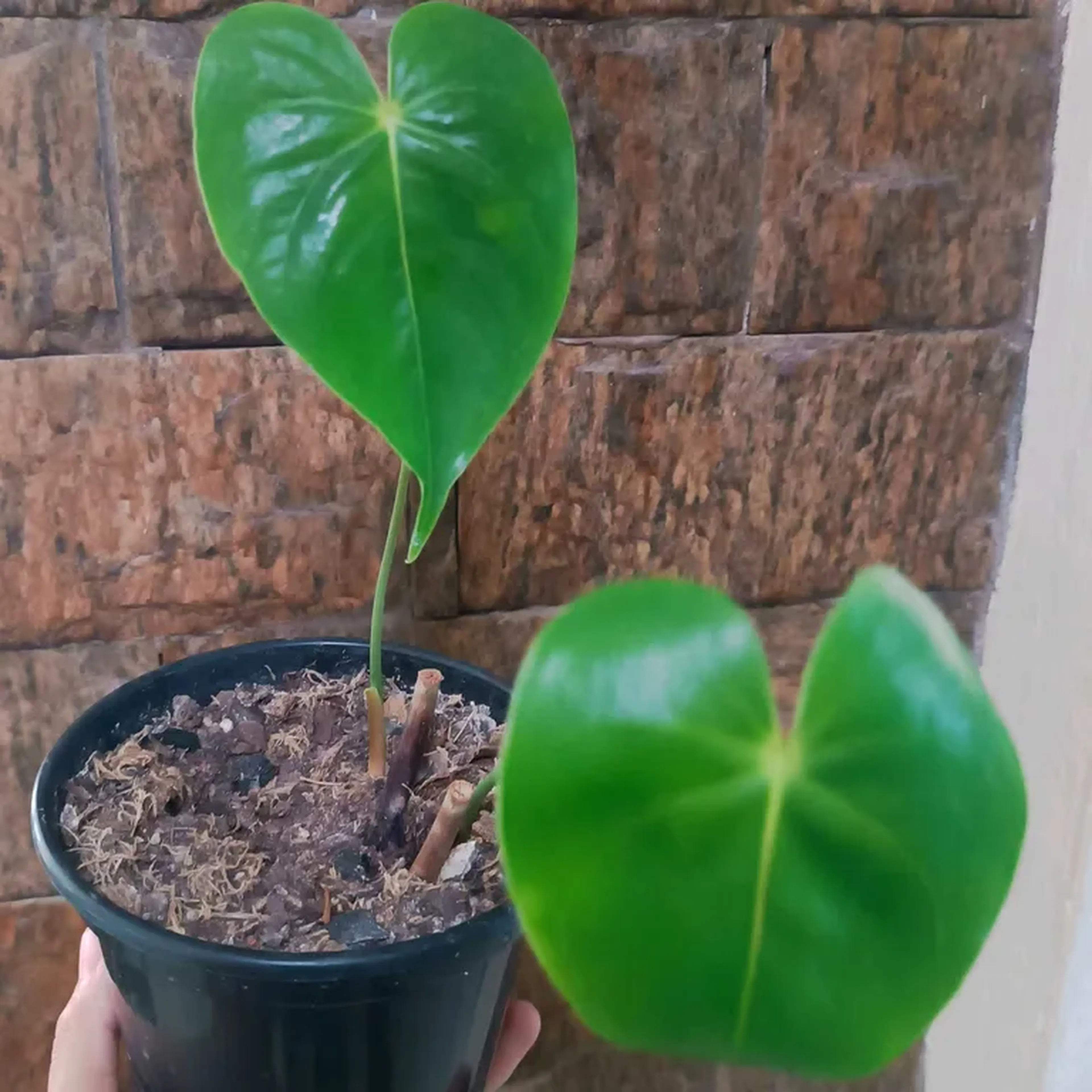 Muda Antúrio Gigante - Flor cor rosa bebê imagem