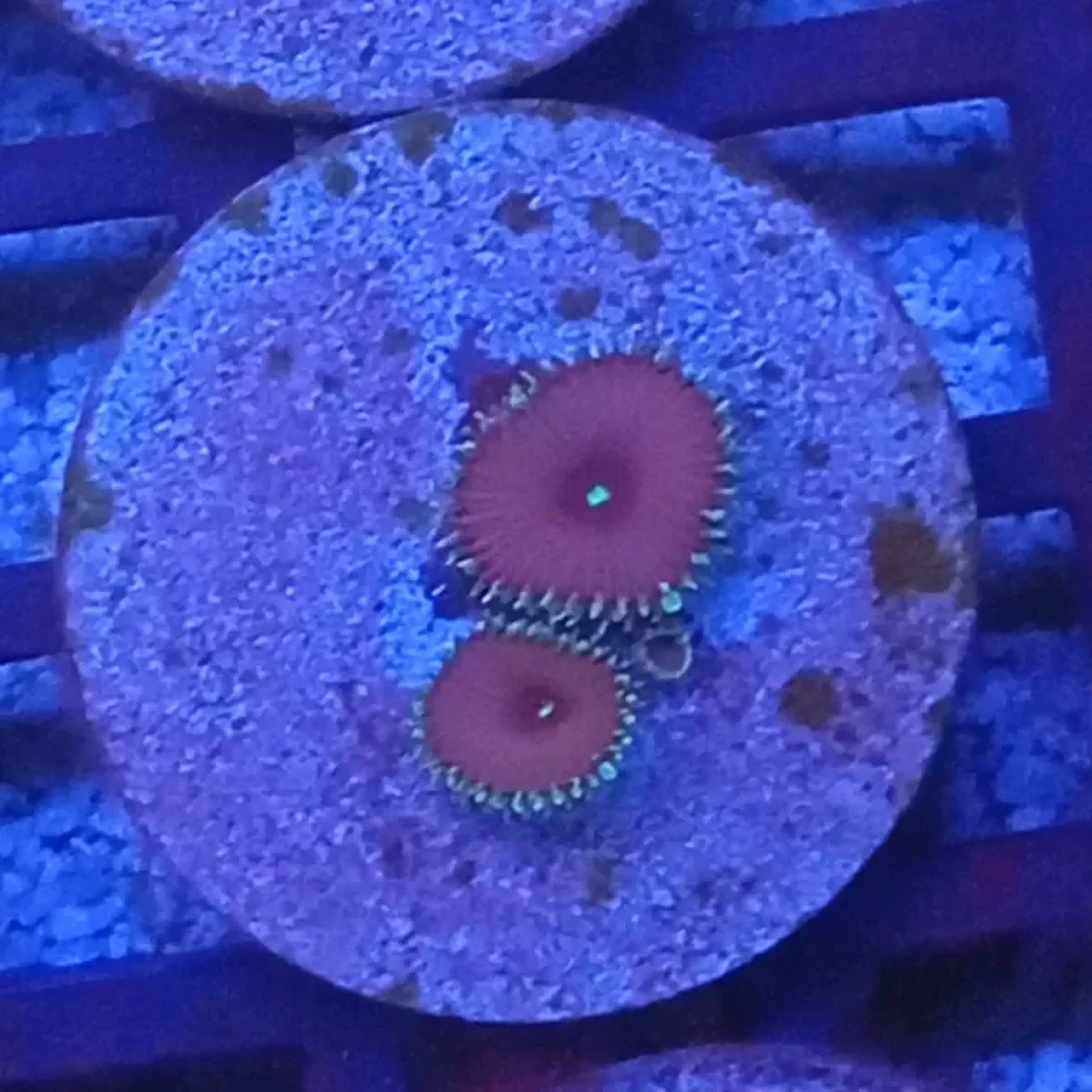 PALITHOA PURPLE DEATH imagem