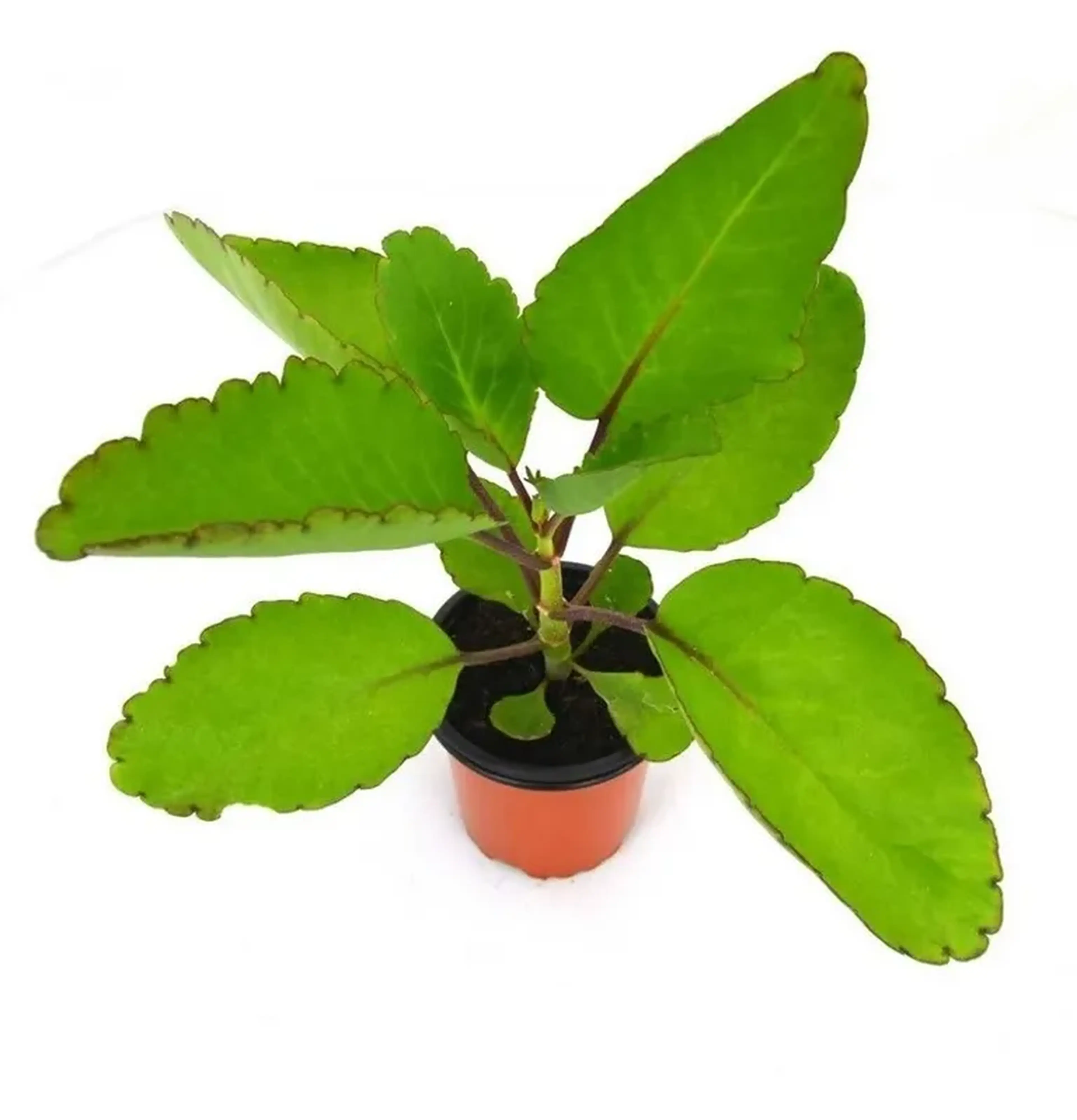 Kalanchoe pinnata, [Saião] (muda enraizada) imagem