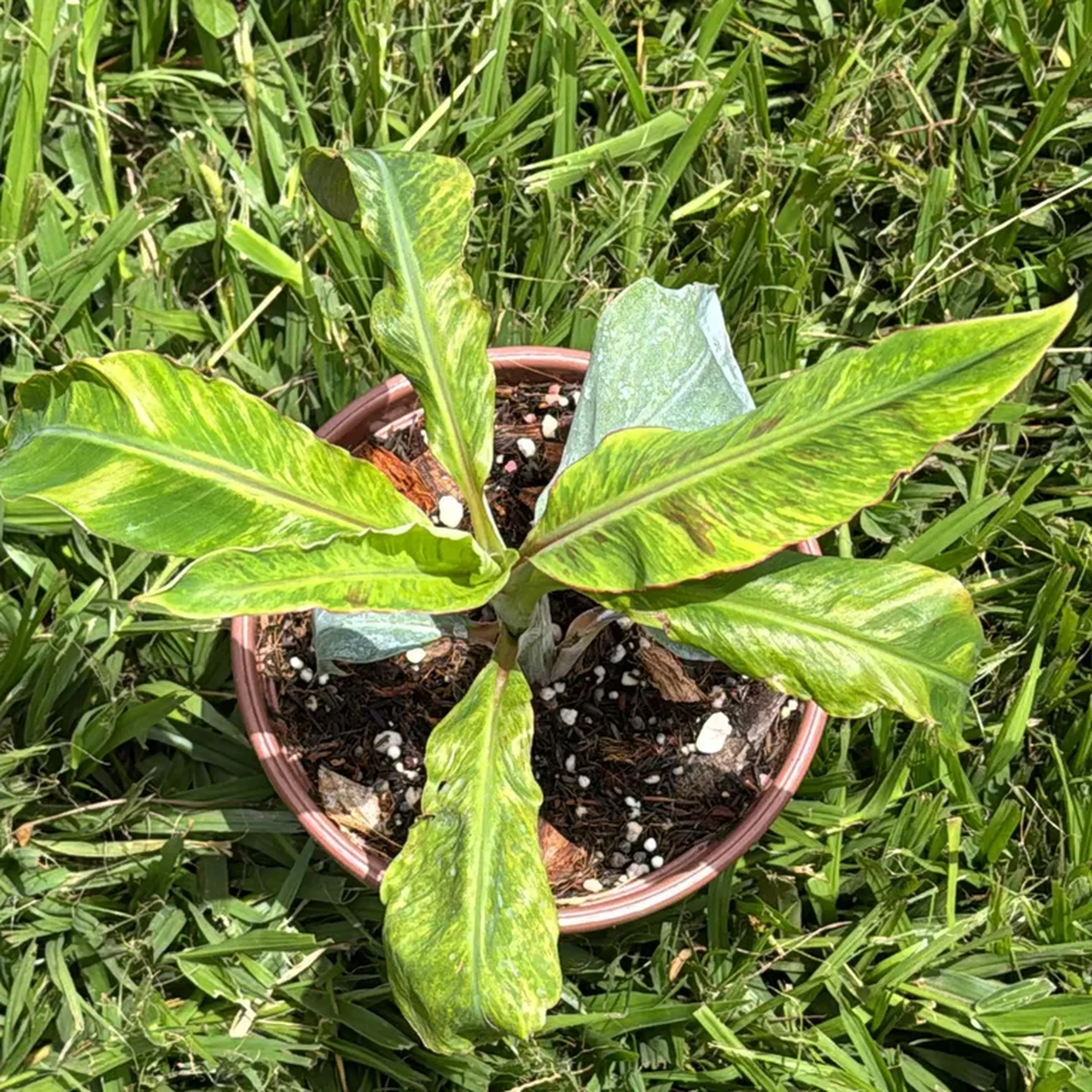 Bananeira Variegata Mint Tricolor imagem