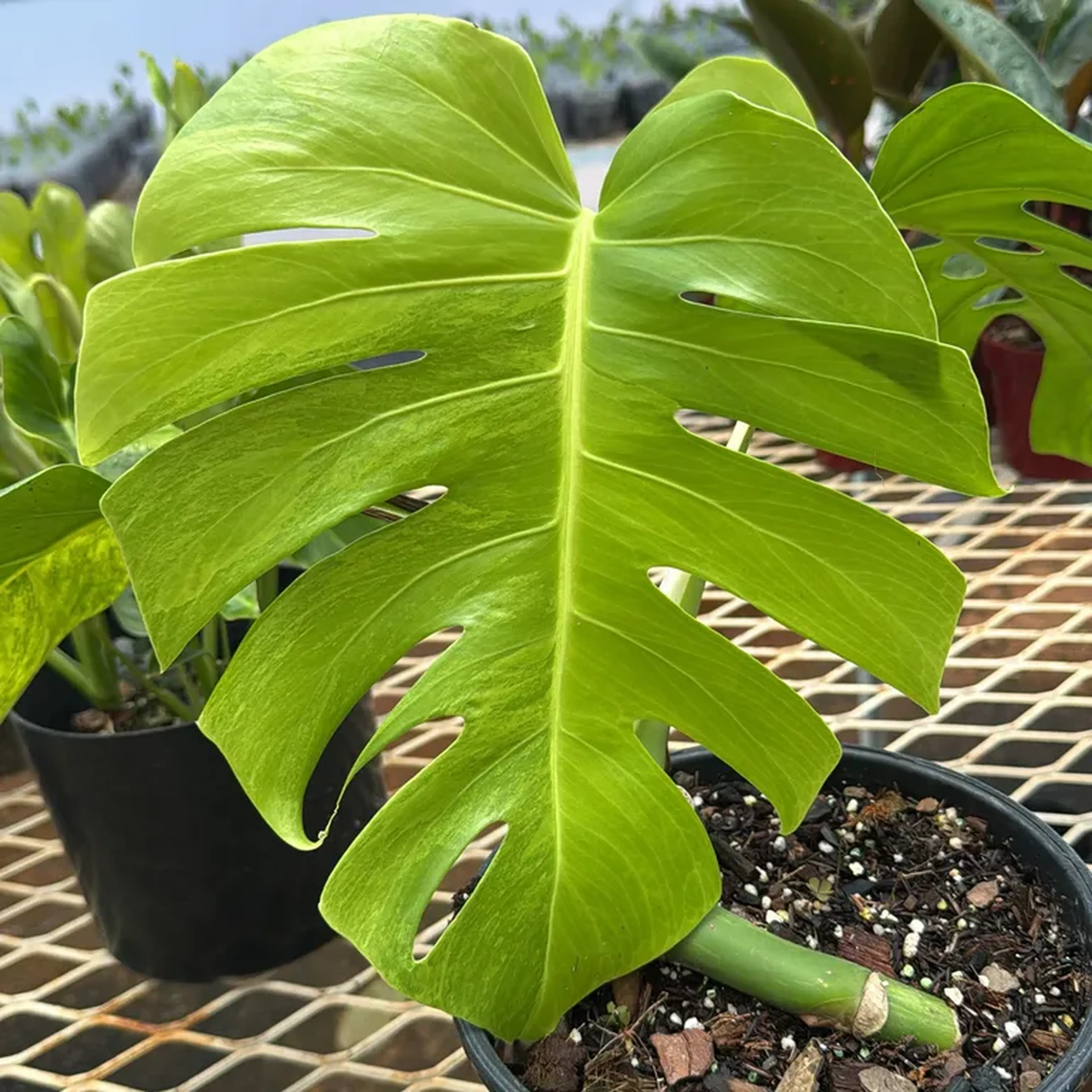 Monstera Áurea Variegata imagem