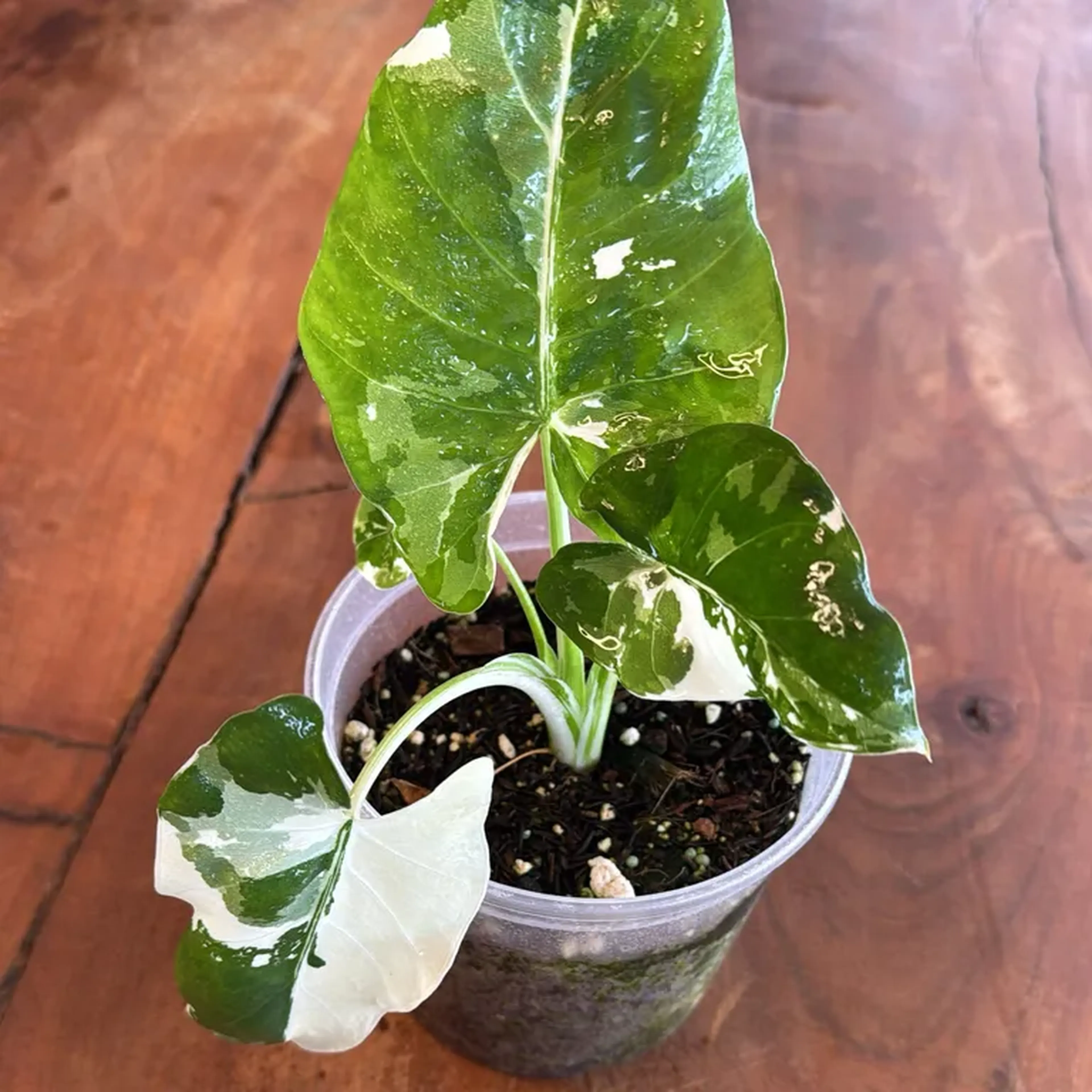 Alocasia Macrorrhiza Variegata com talo levemente Zebrado imagem