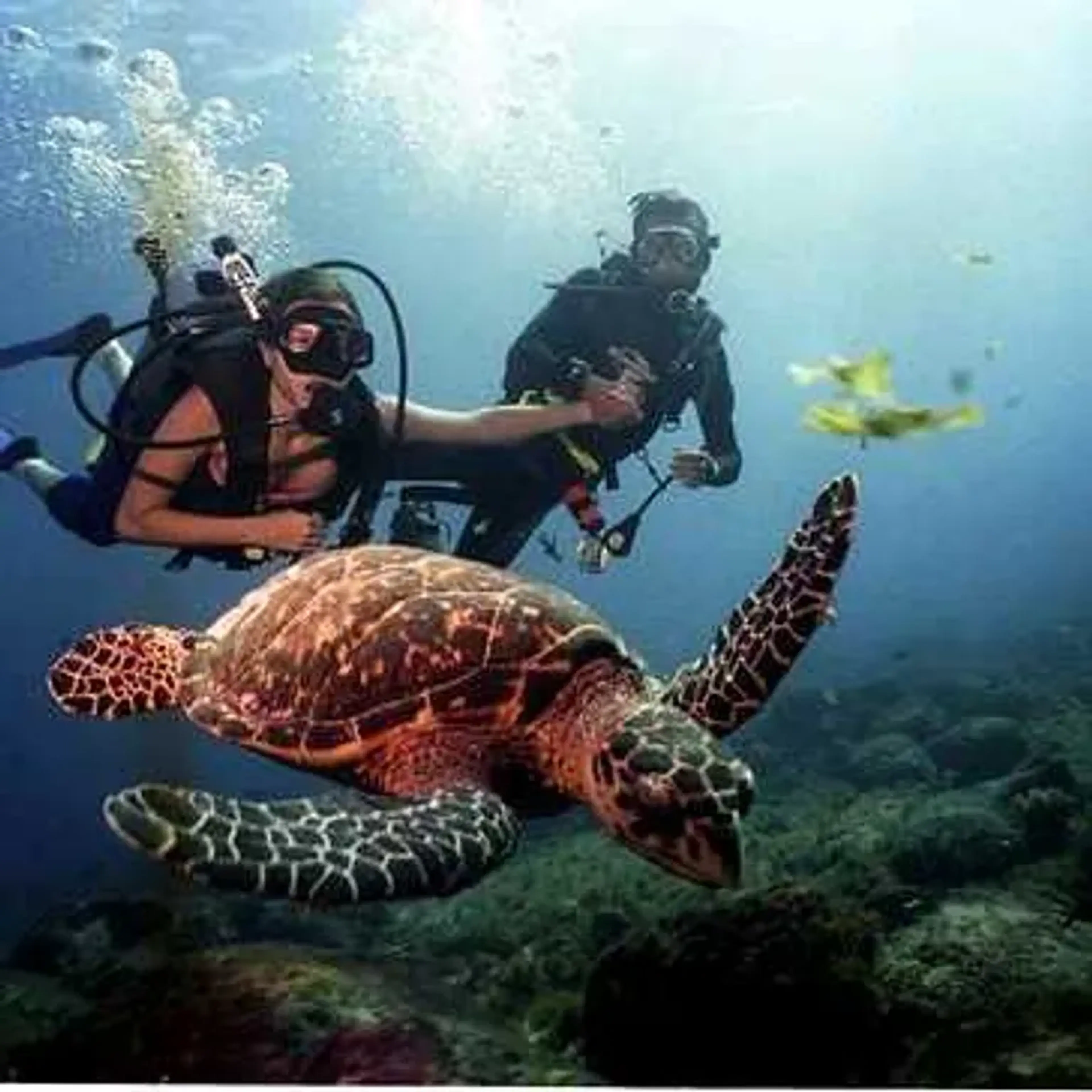 MERGULHO COM CILINDRO EM ILHABELA imagem