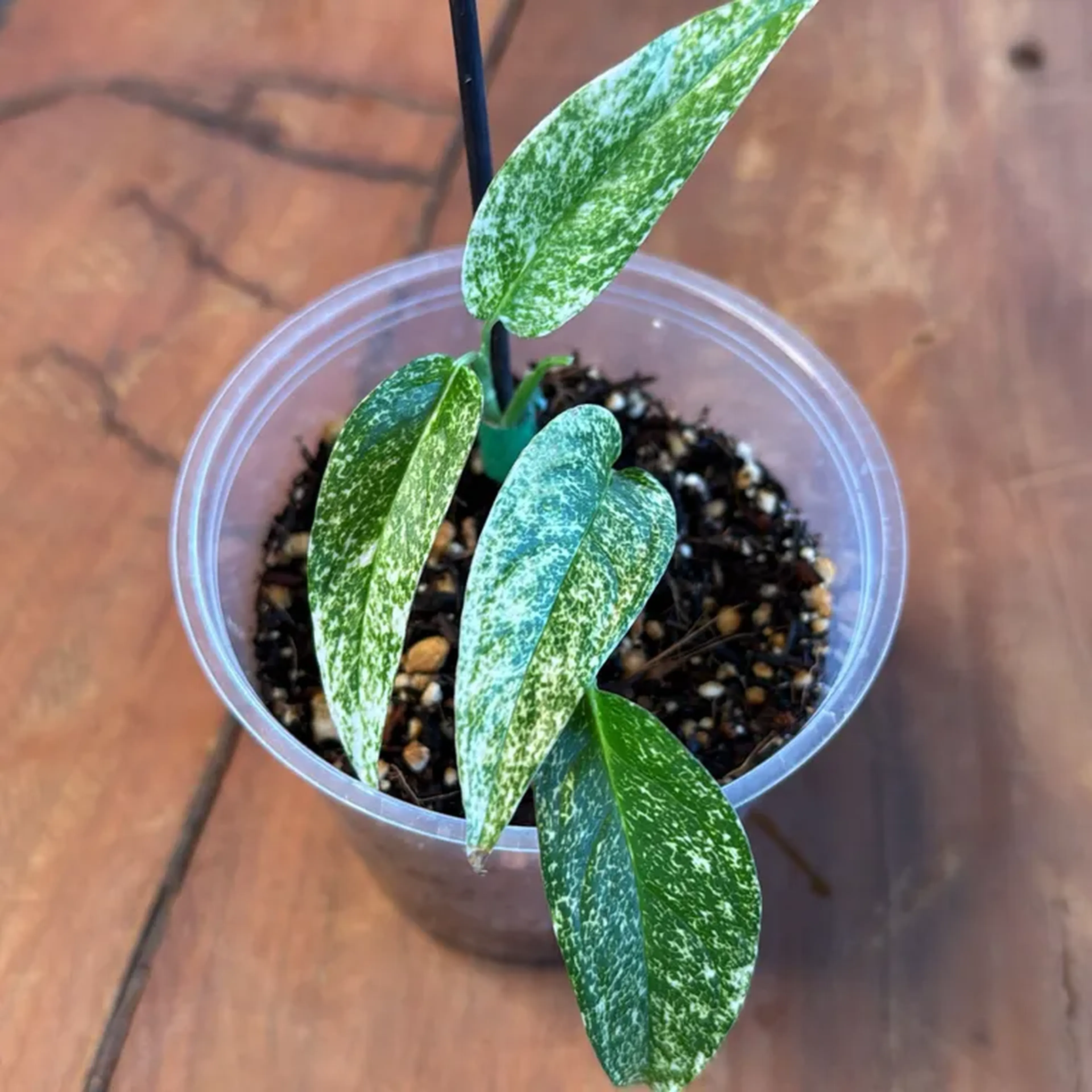 Epipremnum Pinatum White Monster imagem