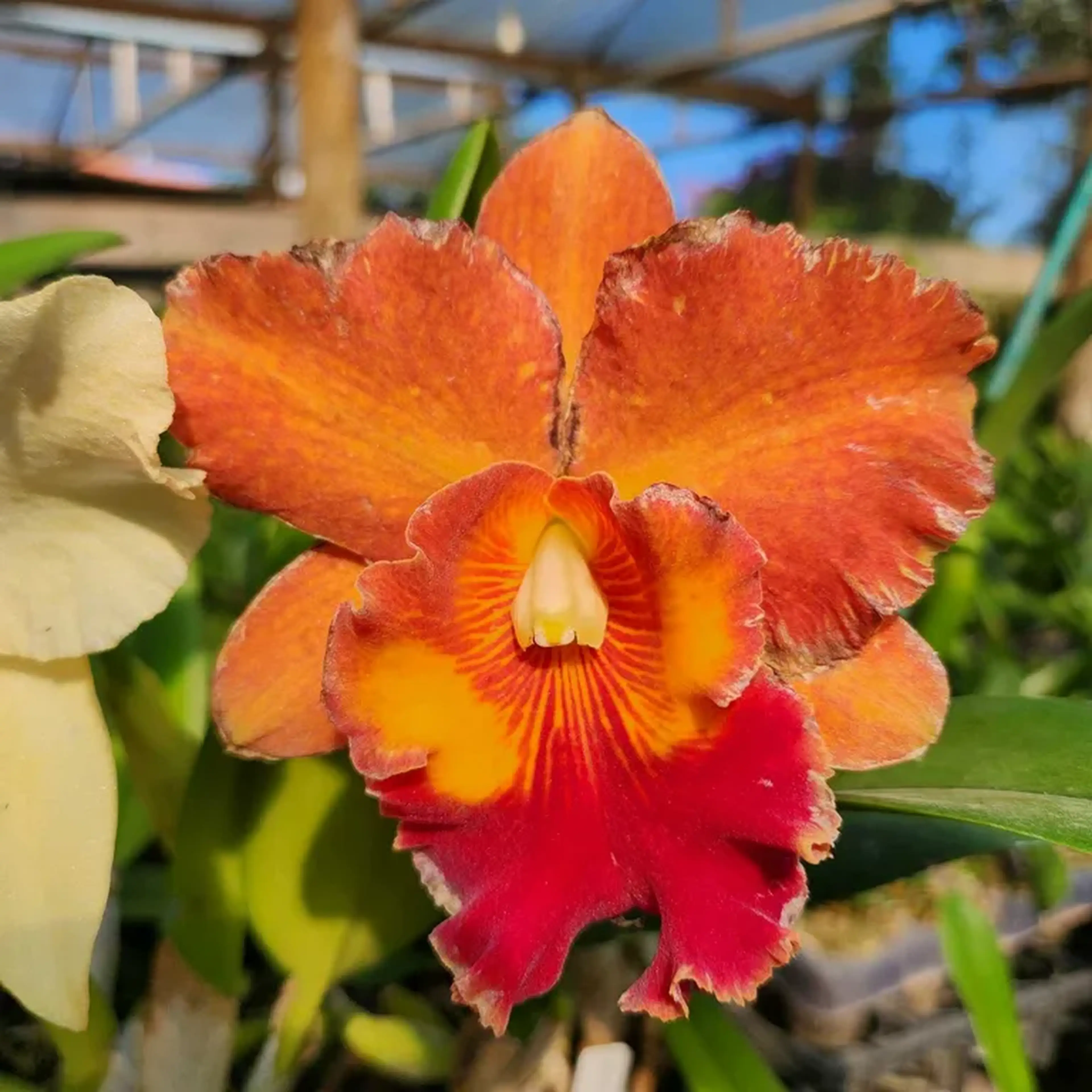 Cattleya Laranja Híbrida Pré-adulta imagem