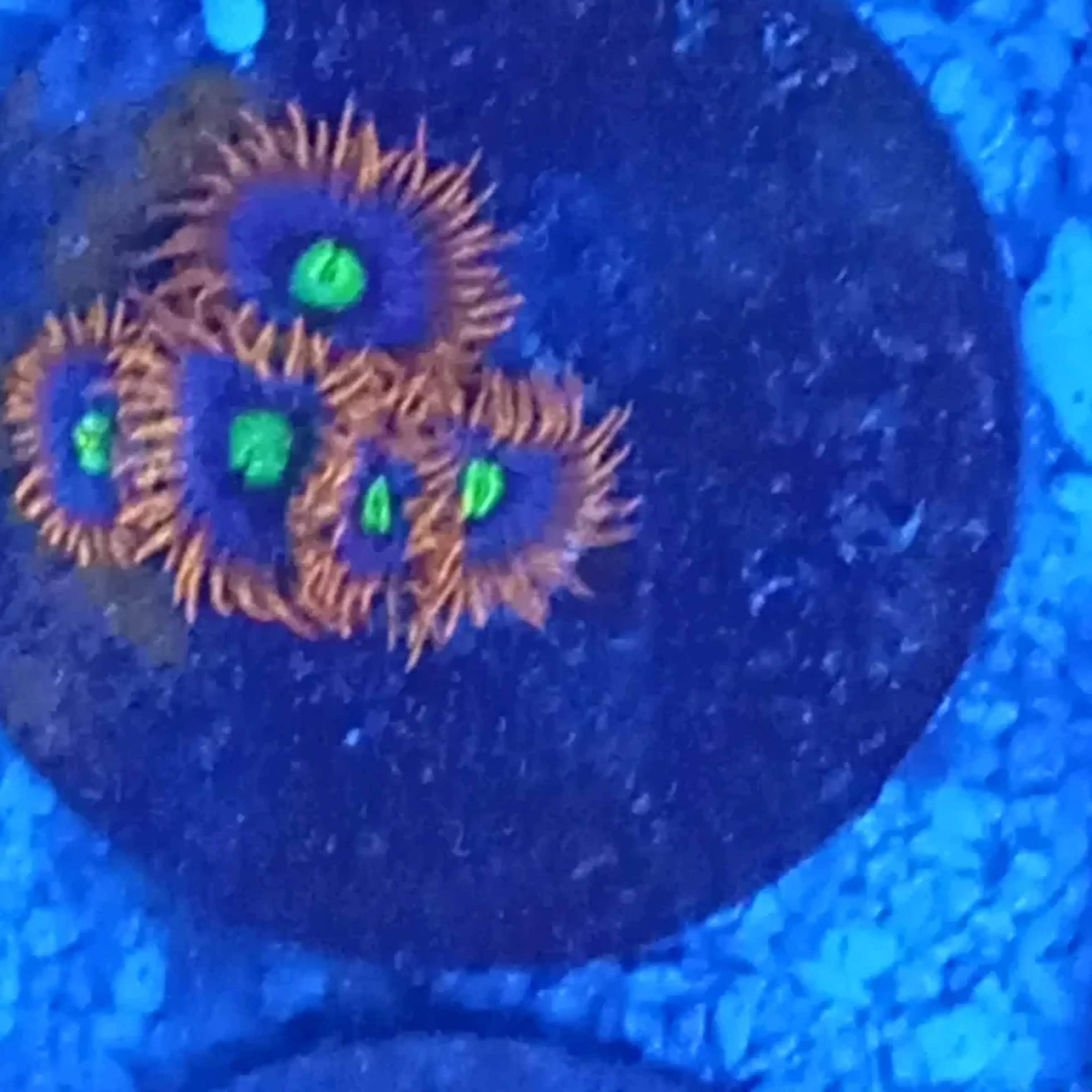 ZOANTHUS FIRE AND ICE imagem
