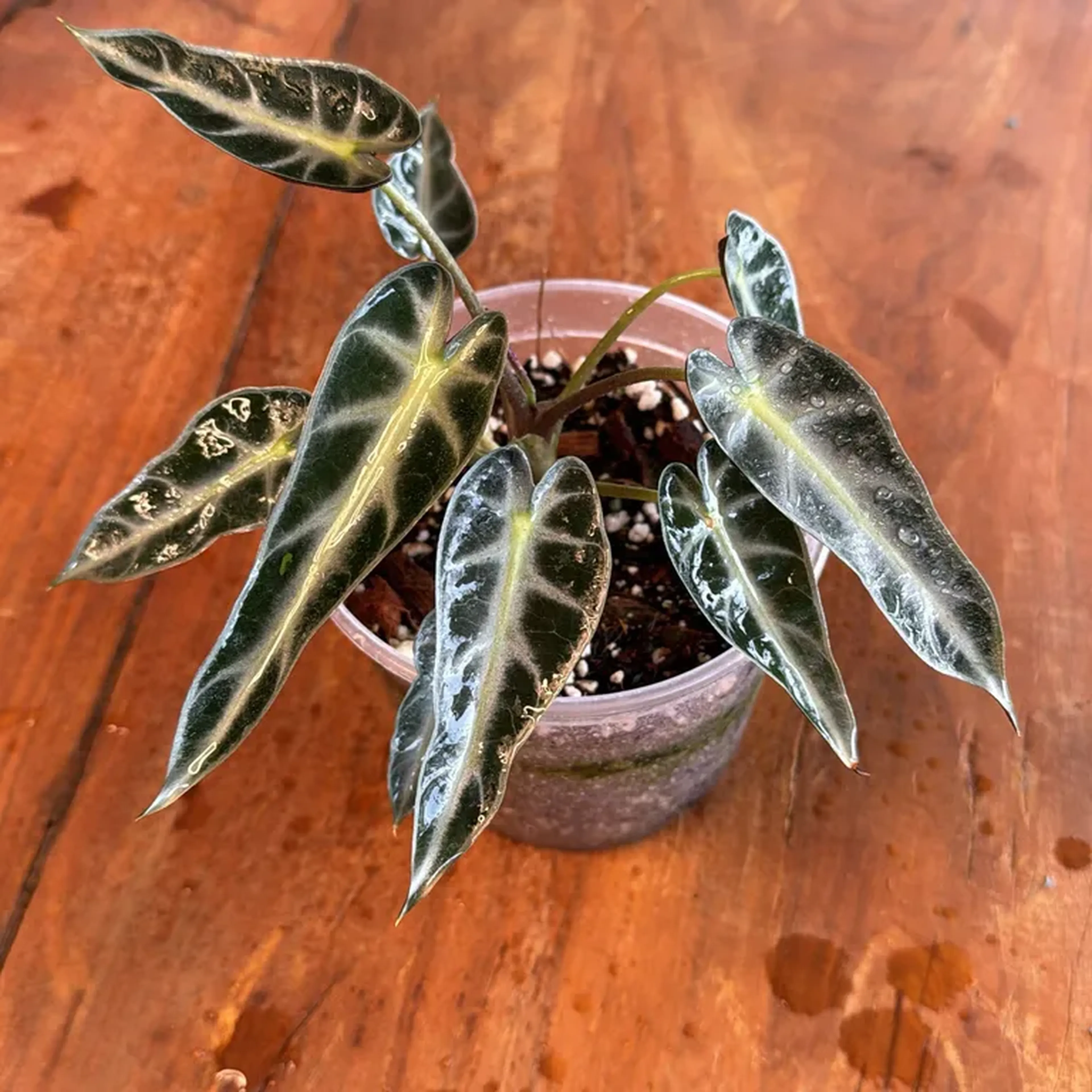 Alocasia Picoline (pote 15) imagem