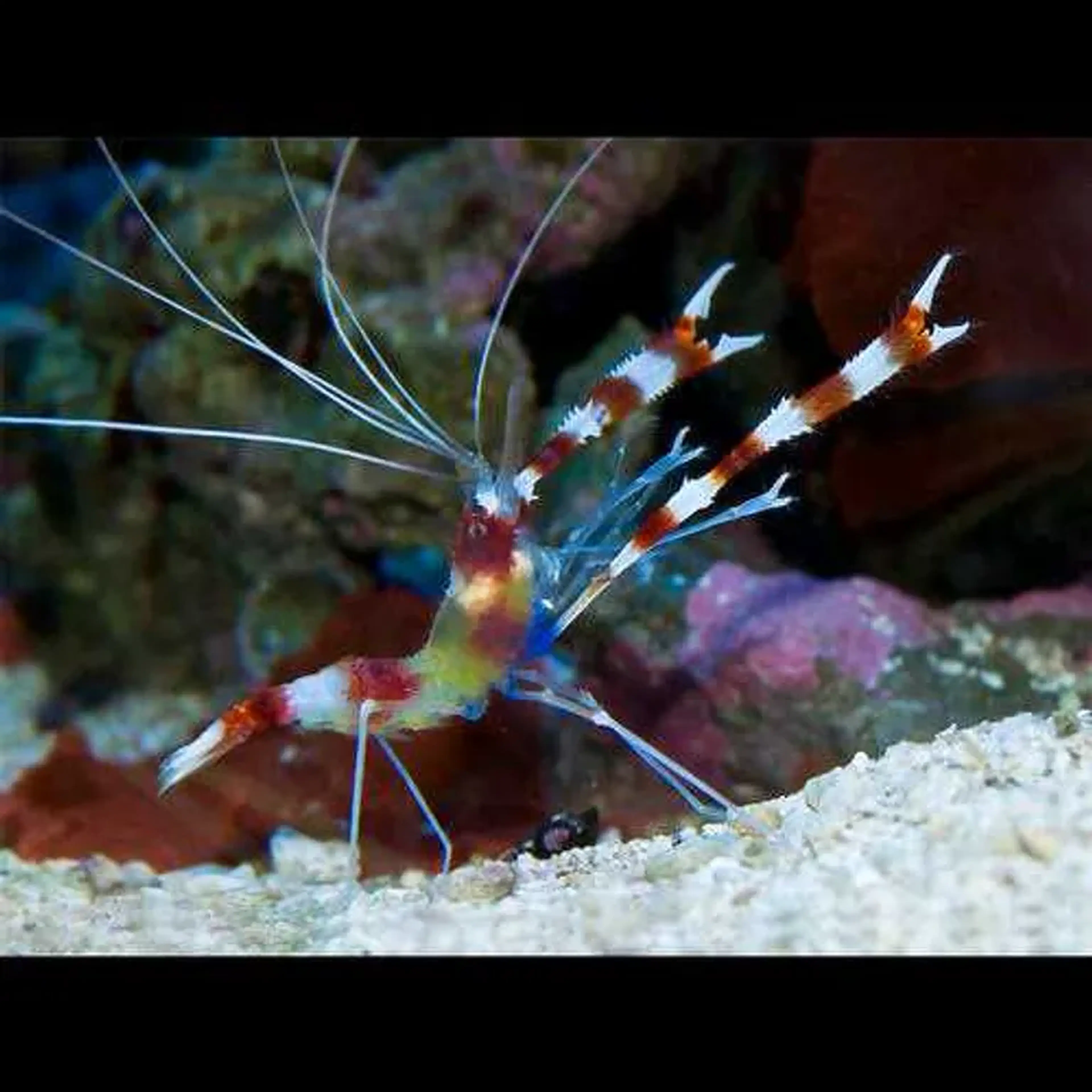 CAMARÃO STENOPUS SOLTEIRO imagem
