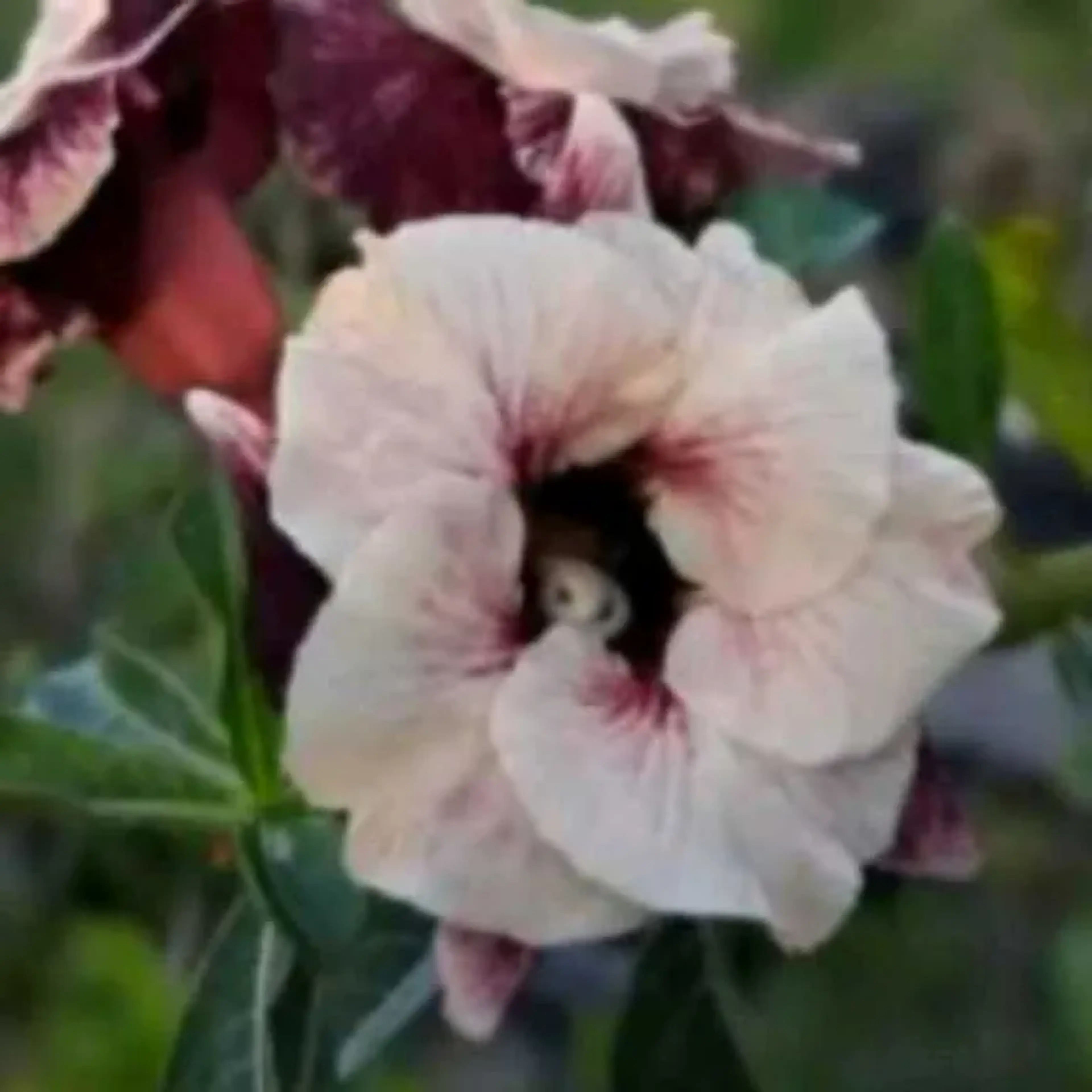 Rosa do deserto Luminatang imagem
