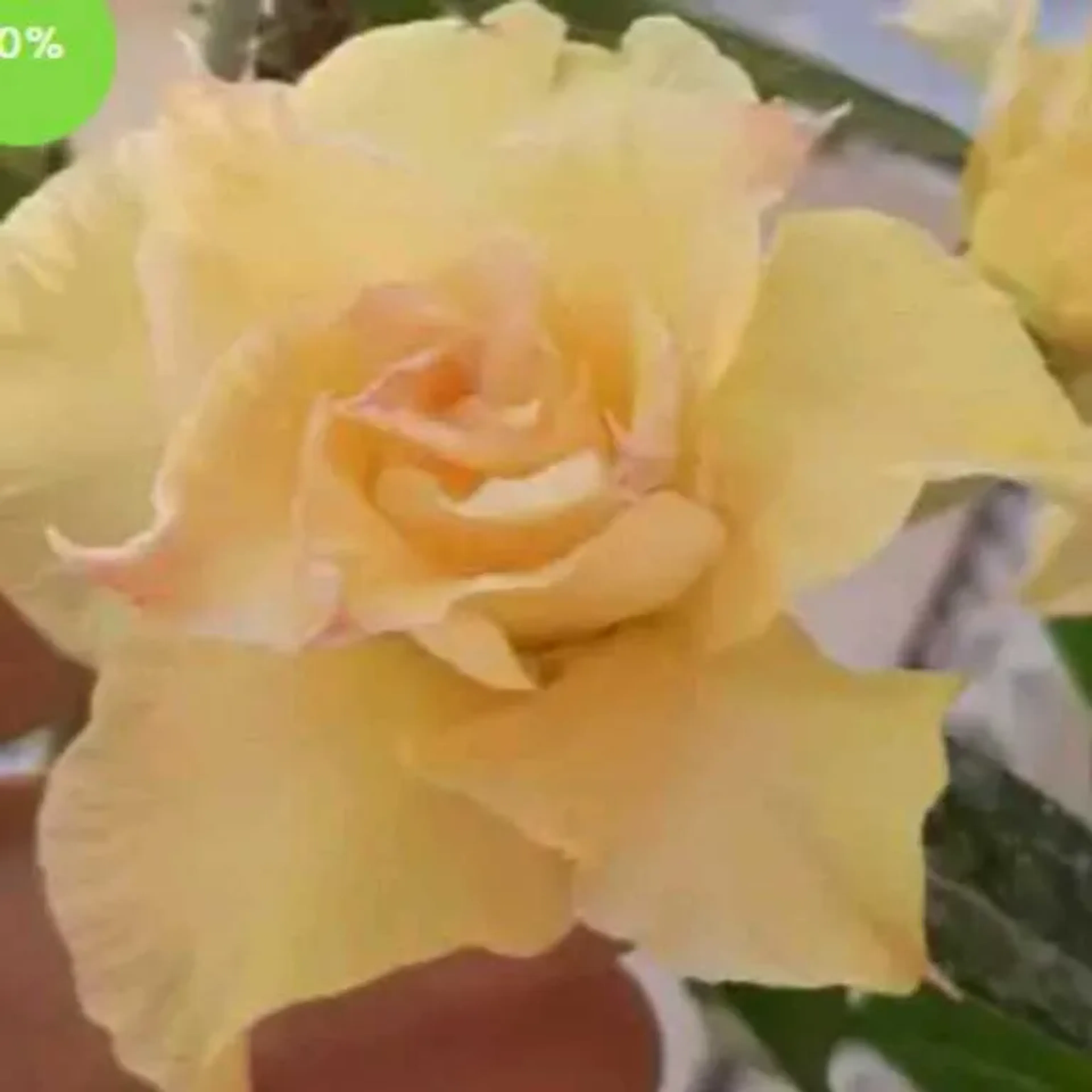 rosa do deserto Aurora imagem
