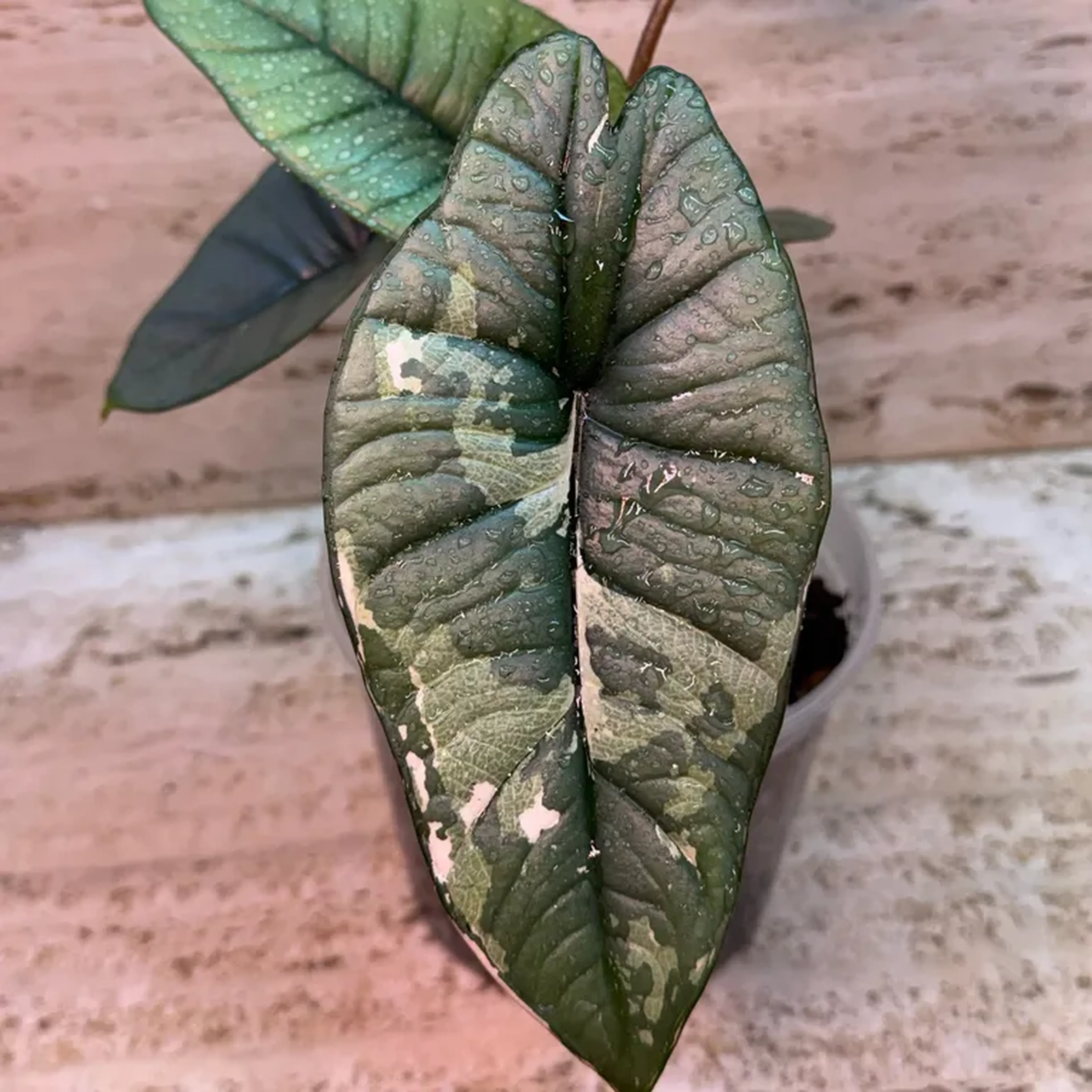 Alocasia Platinum Albo Variegata imagem