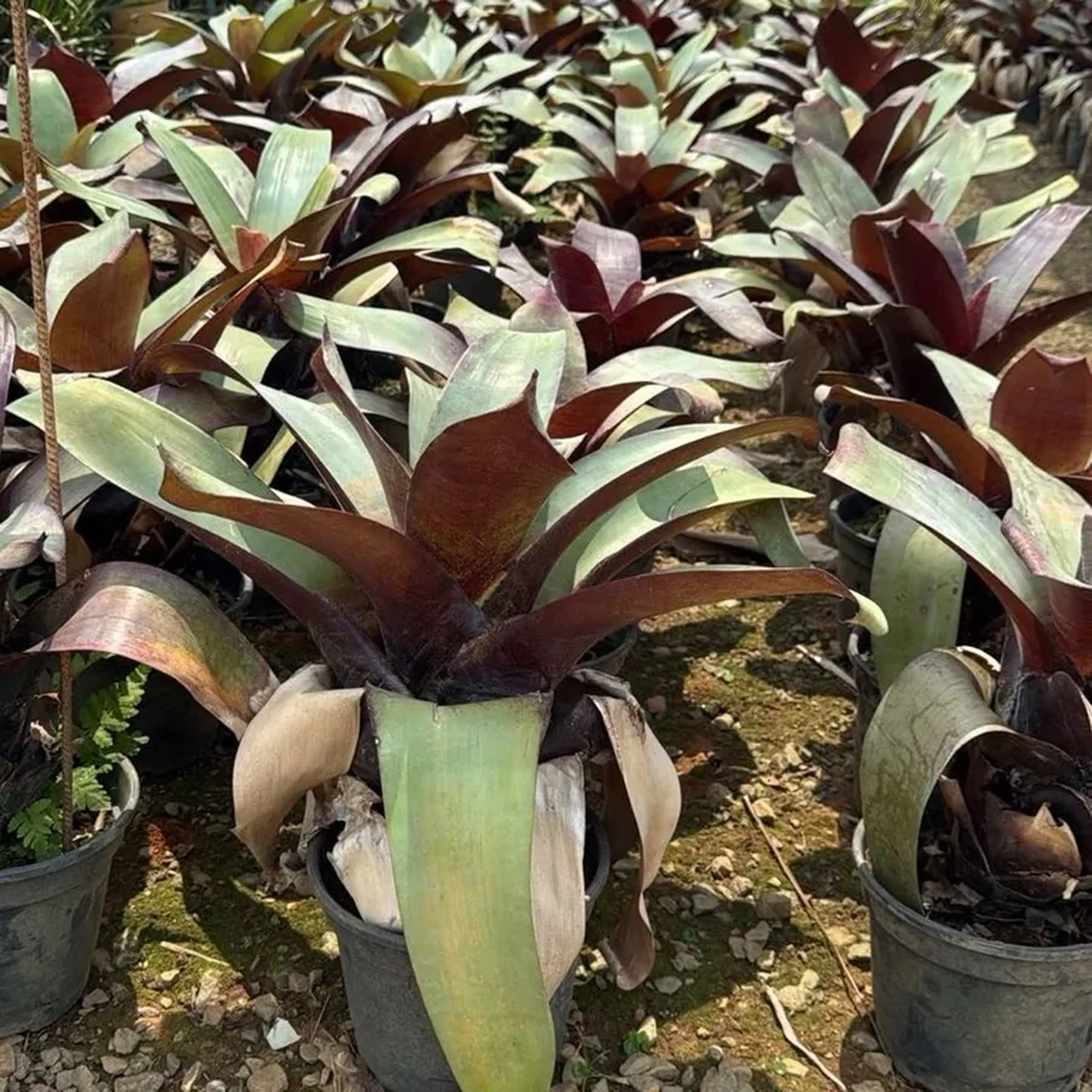 Bromélia imperial imagem