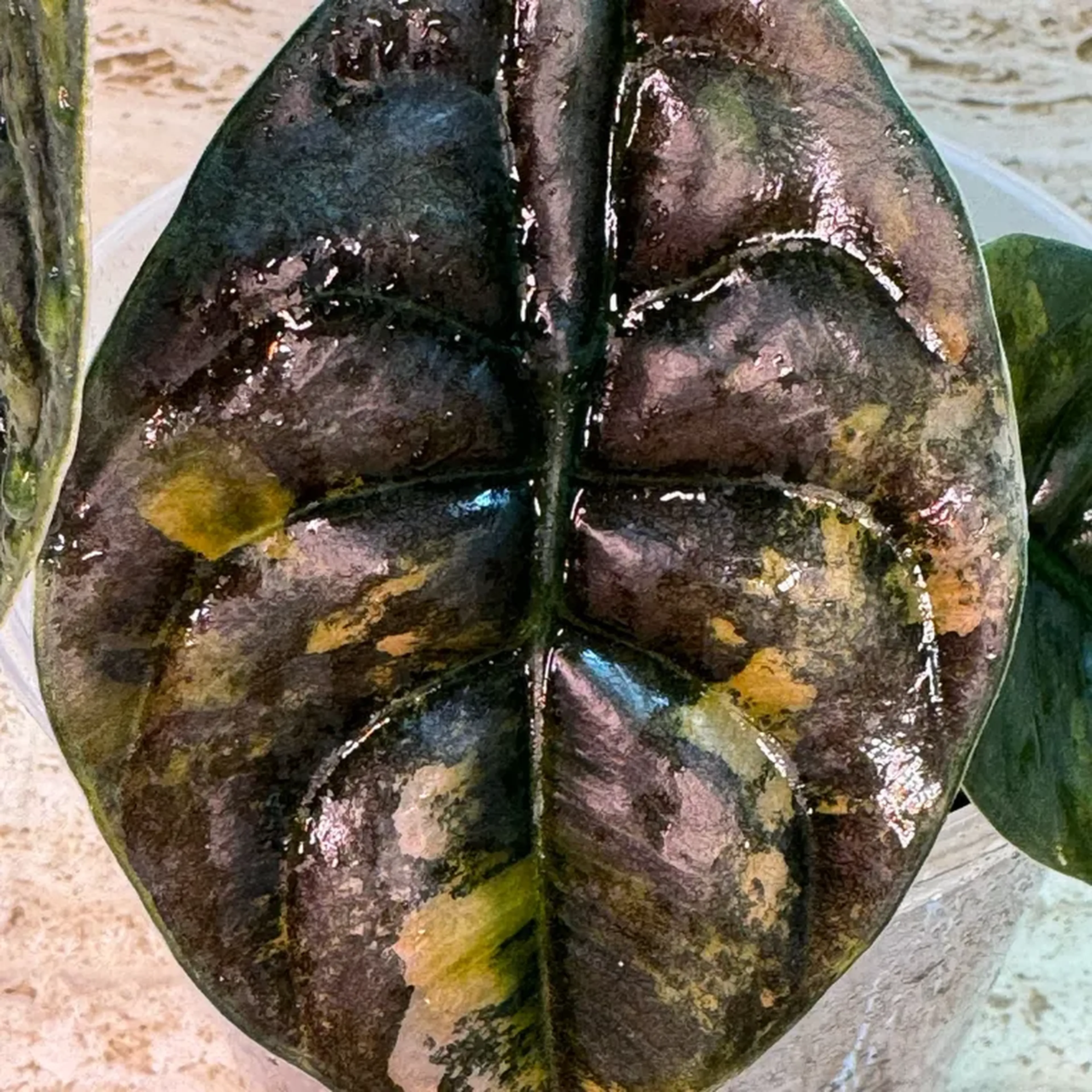 Alocasia Cuprea Variegata imagem