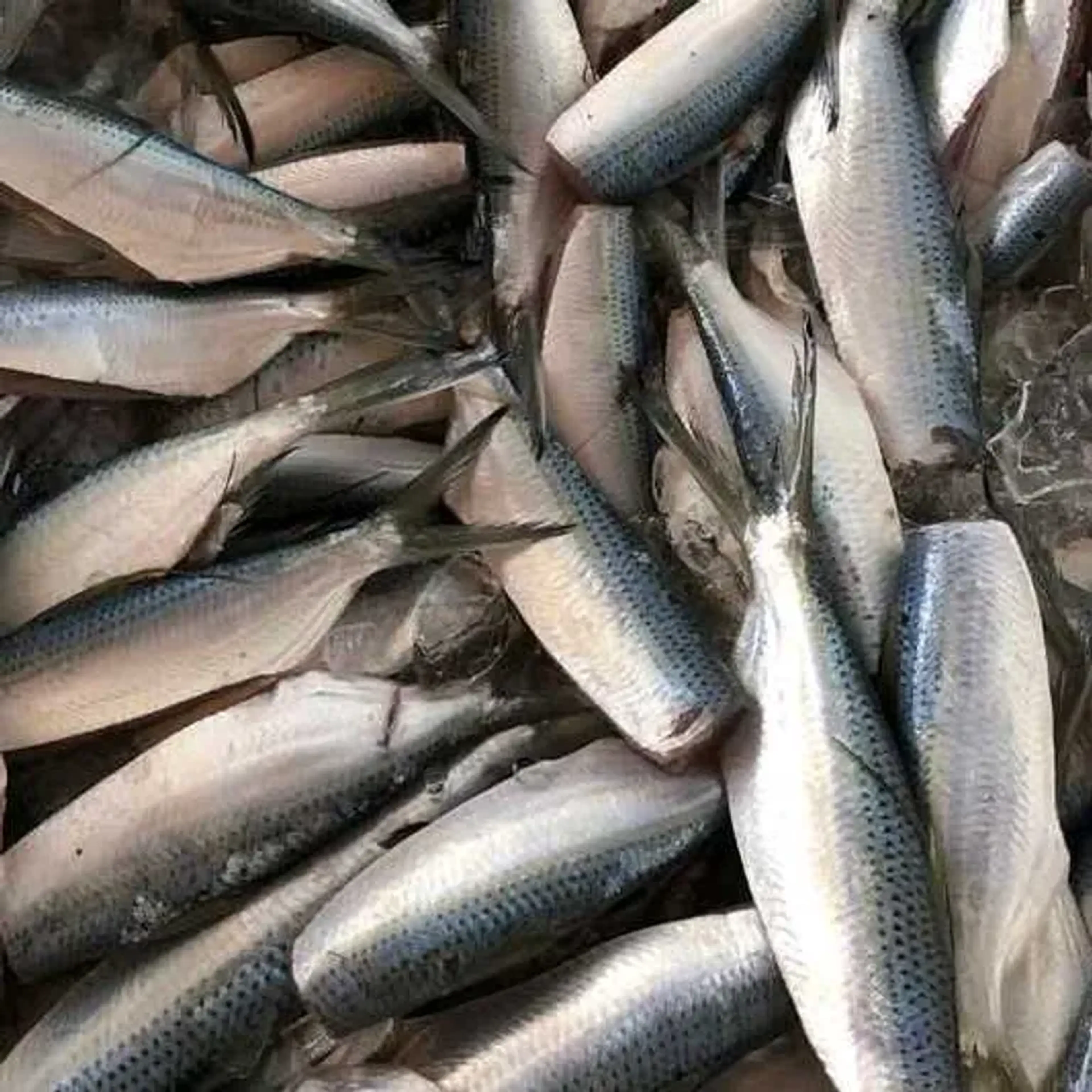 SARDINHA EVISCERADA SEM CABEÇA imagem