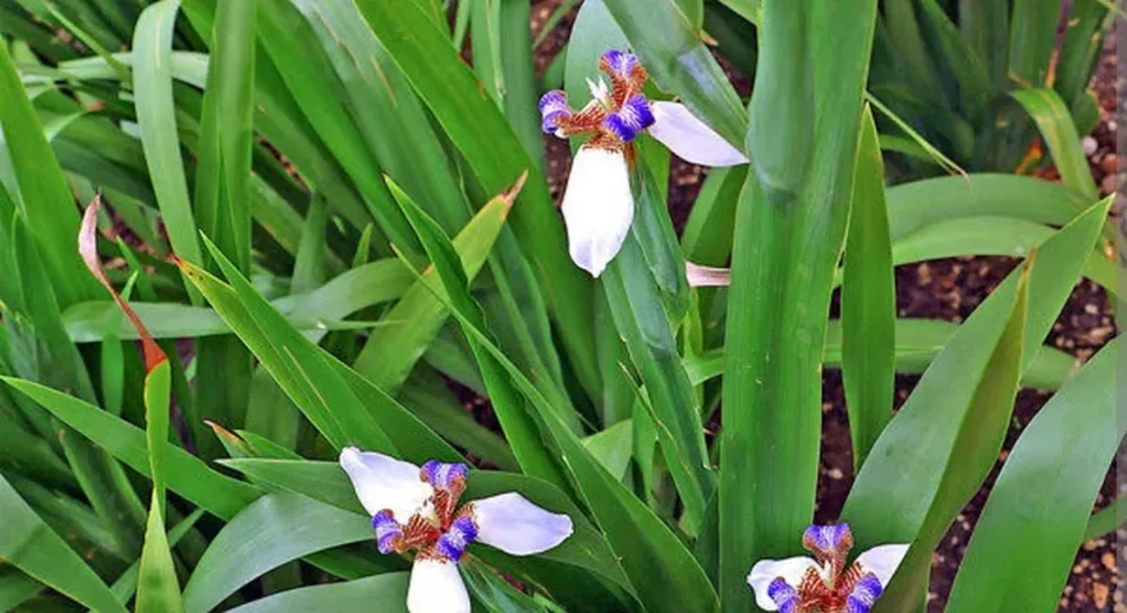 3 Mudas Iris da Praia imagem