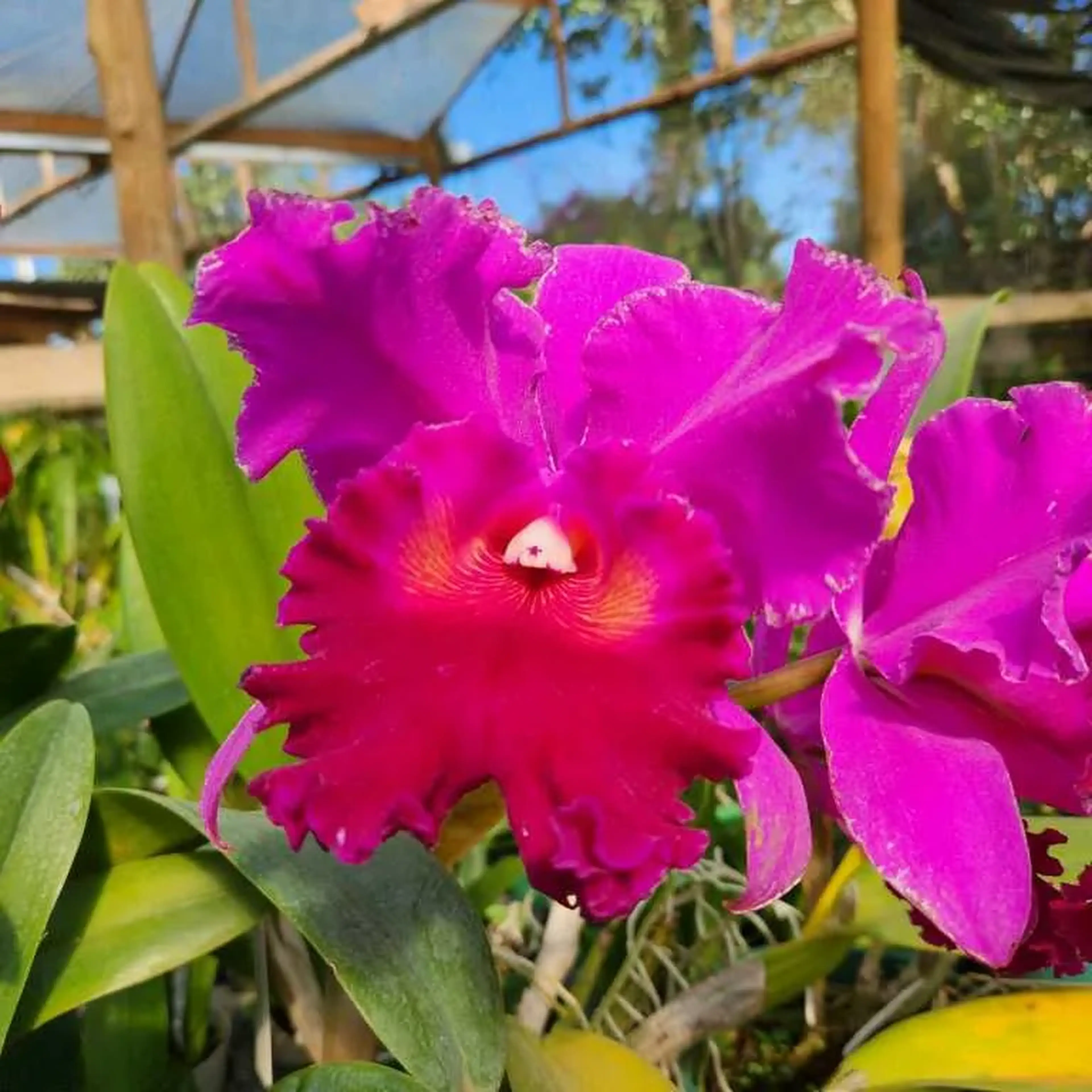 Cattleya Roxa Híbrida Pré-adulta imagem