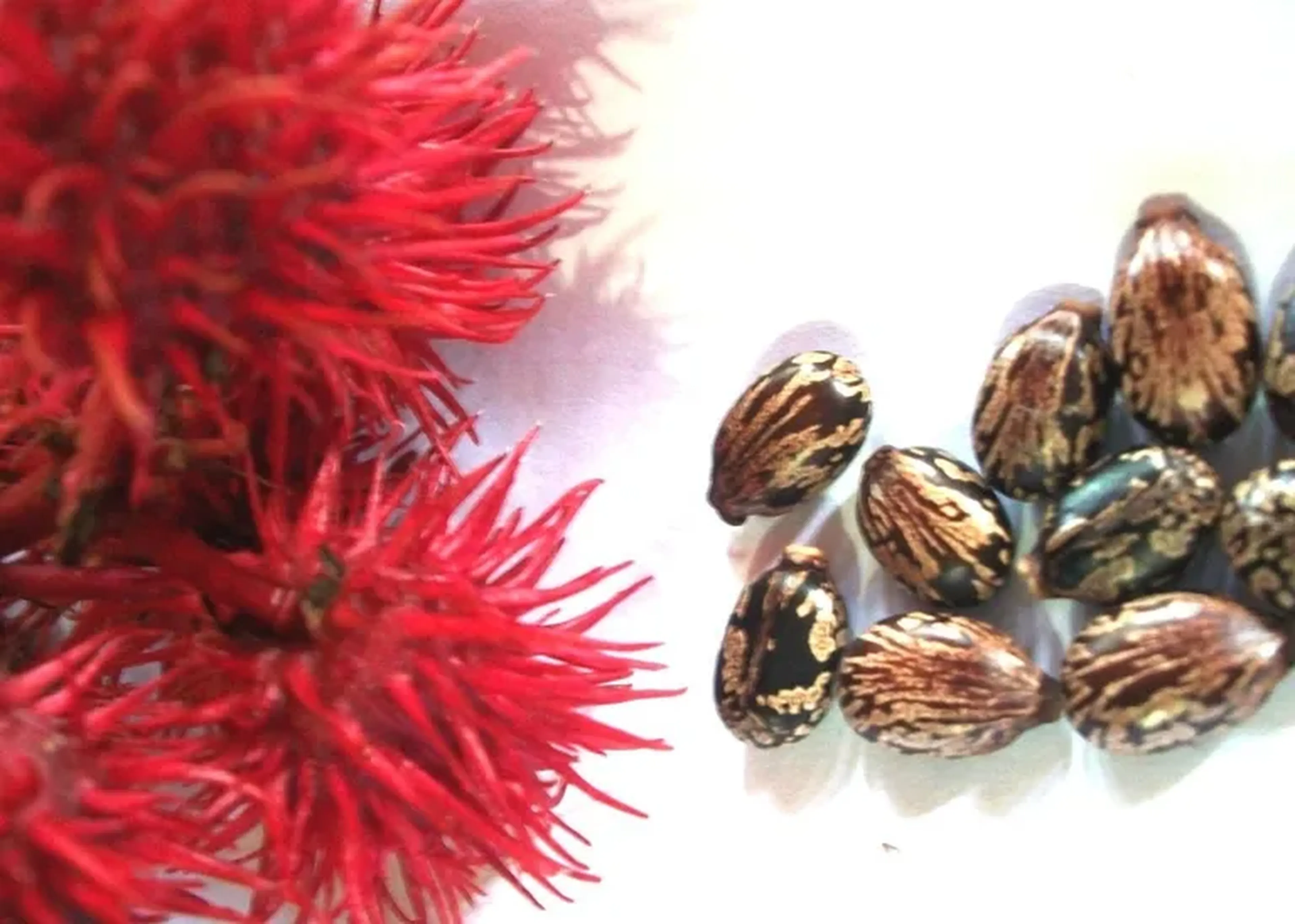 20 sementes de Mamona Vermelha imagem