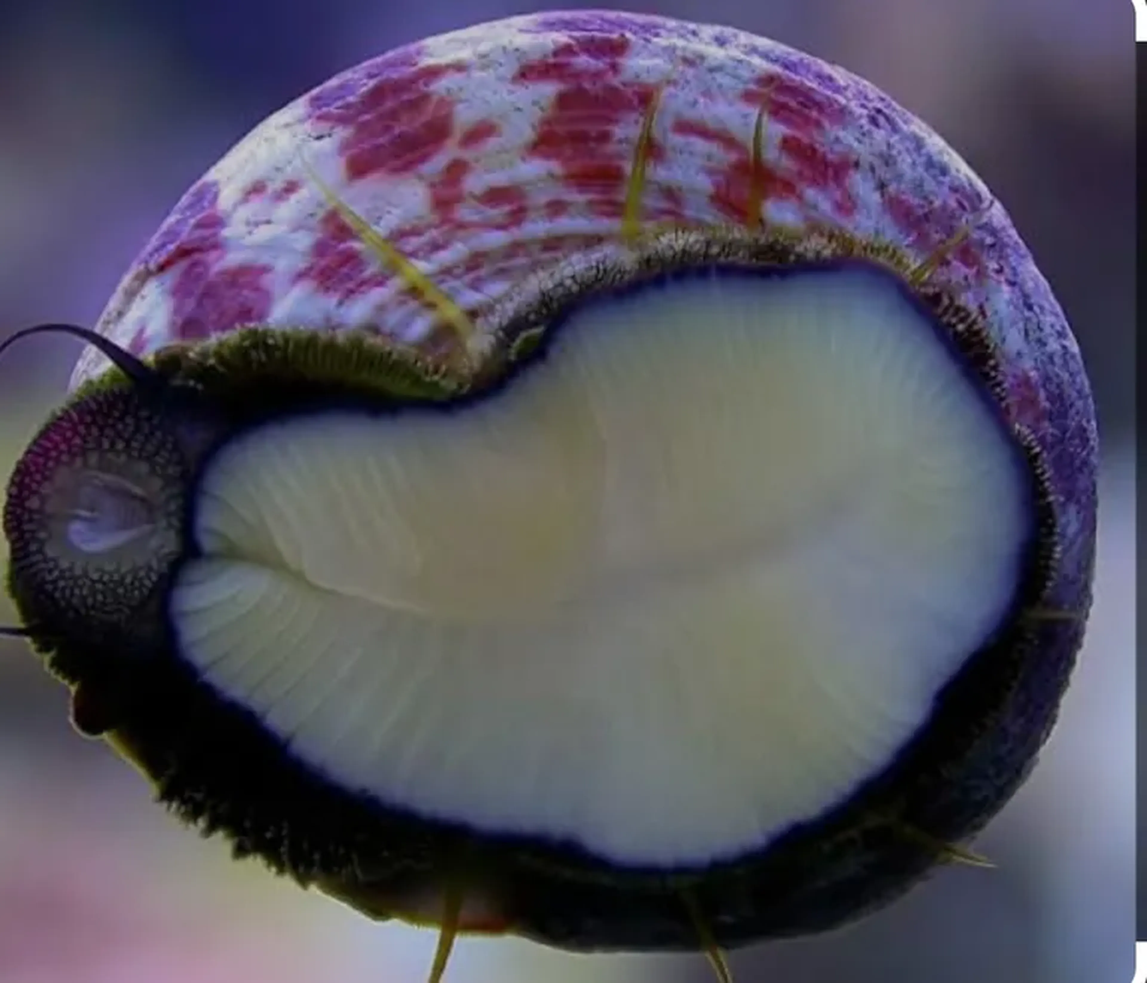 Turbo snail imagem