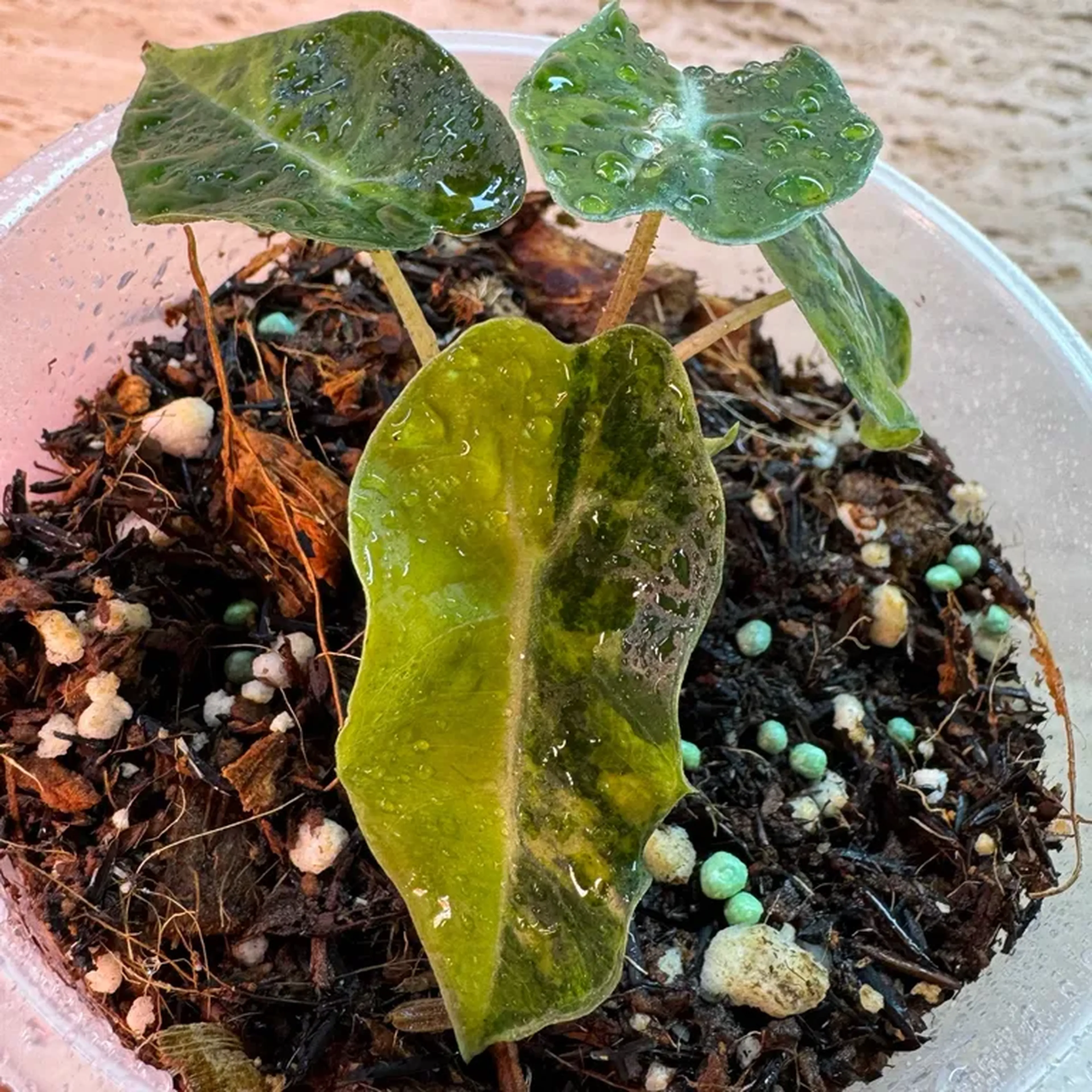 Alocasia Amazônica Polly Áurea Variegata P imagem