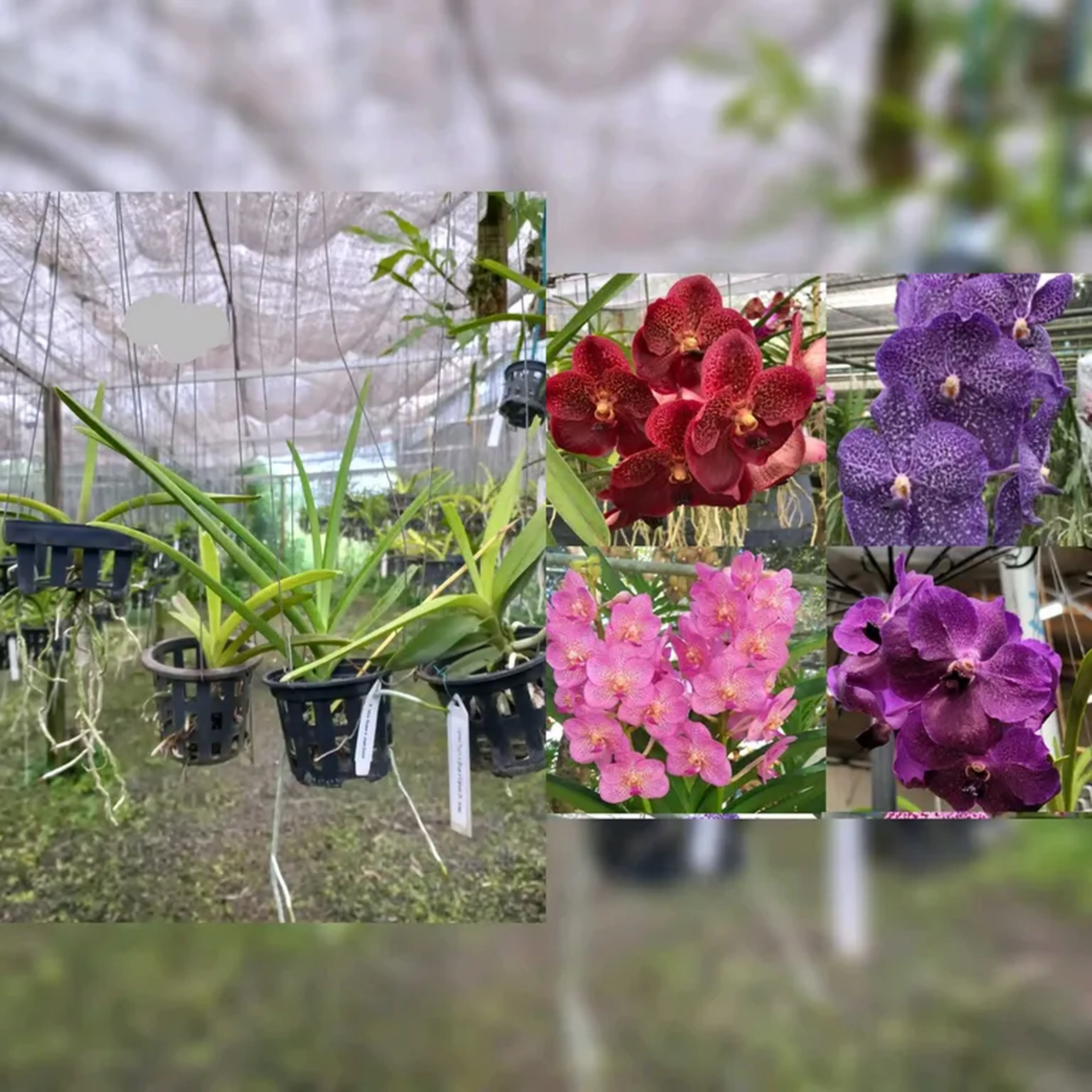 kit com 4 vandas pré adultas imagem