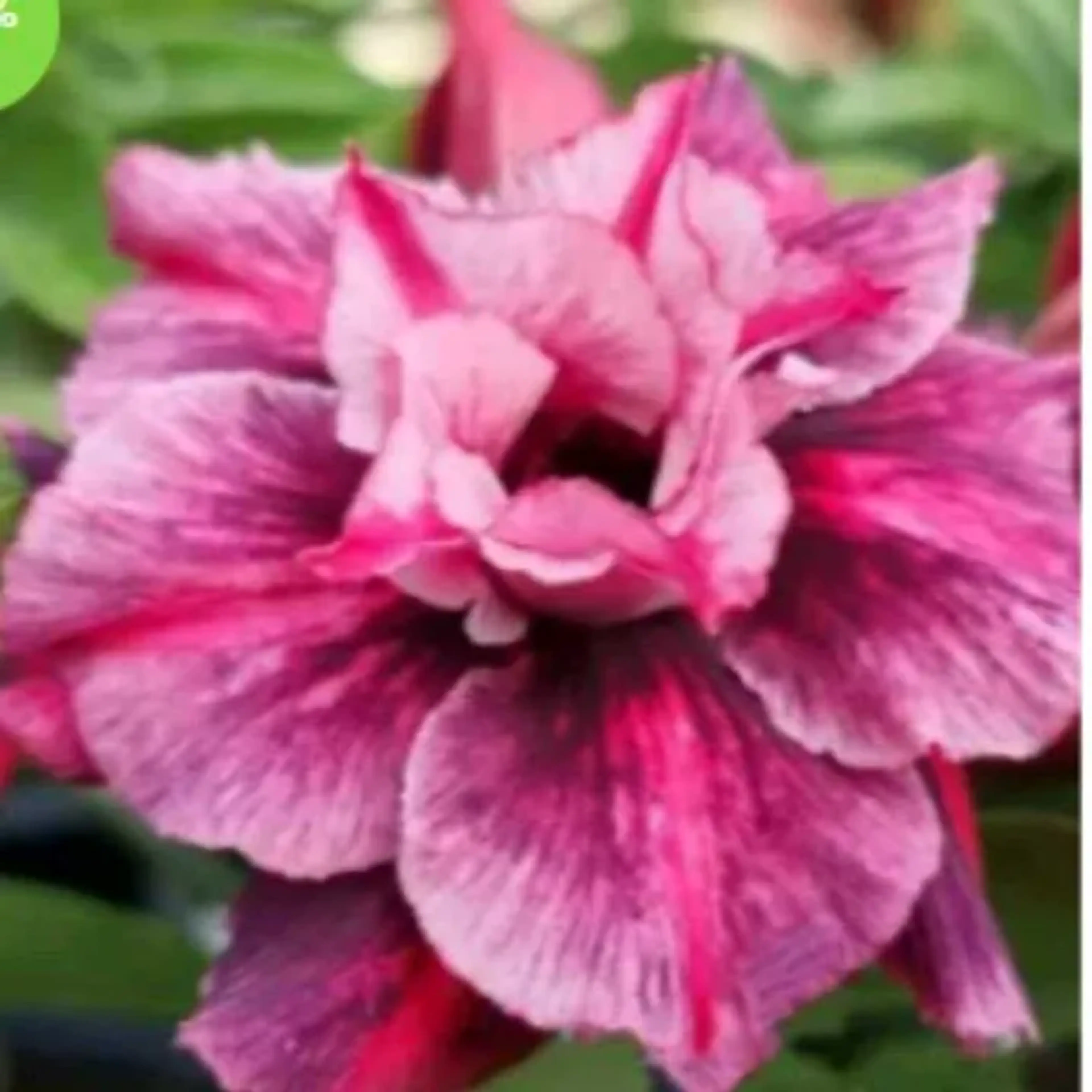 Rosa do Deserto Florent imagem