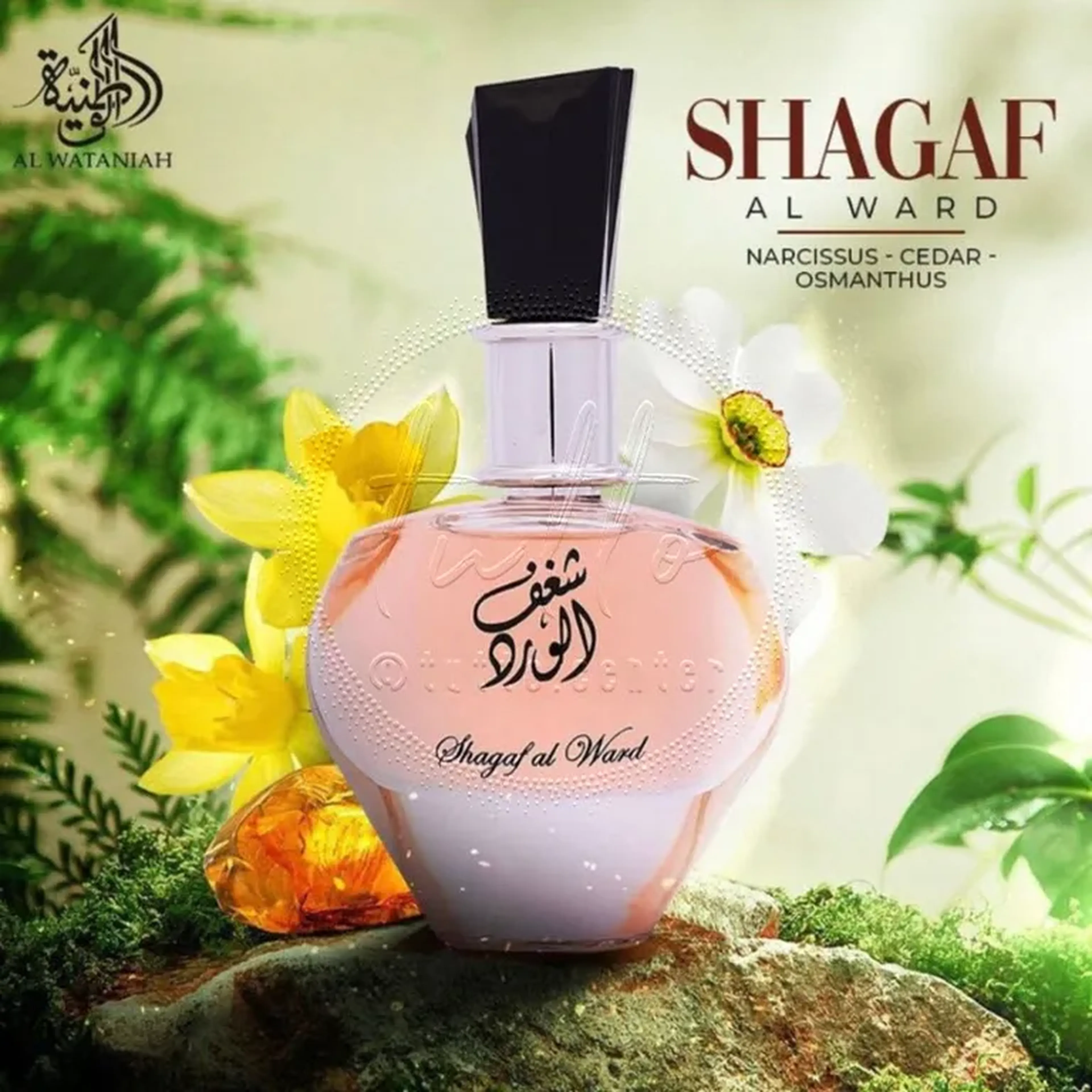 Perfume Al Wataniah Shagaf Al Ward Eau De Parfum 100ml imagem