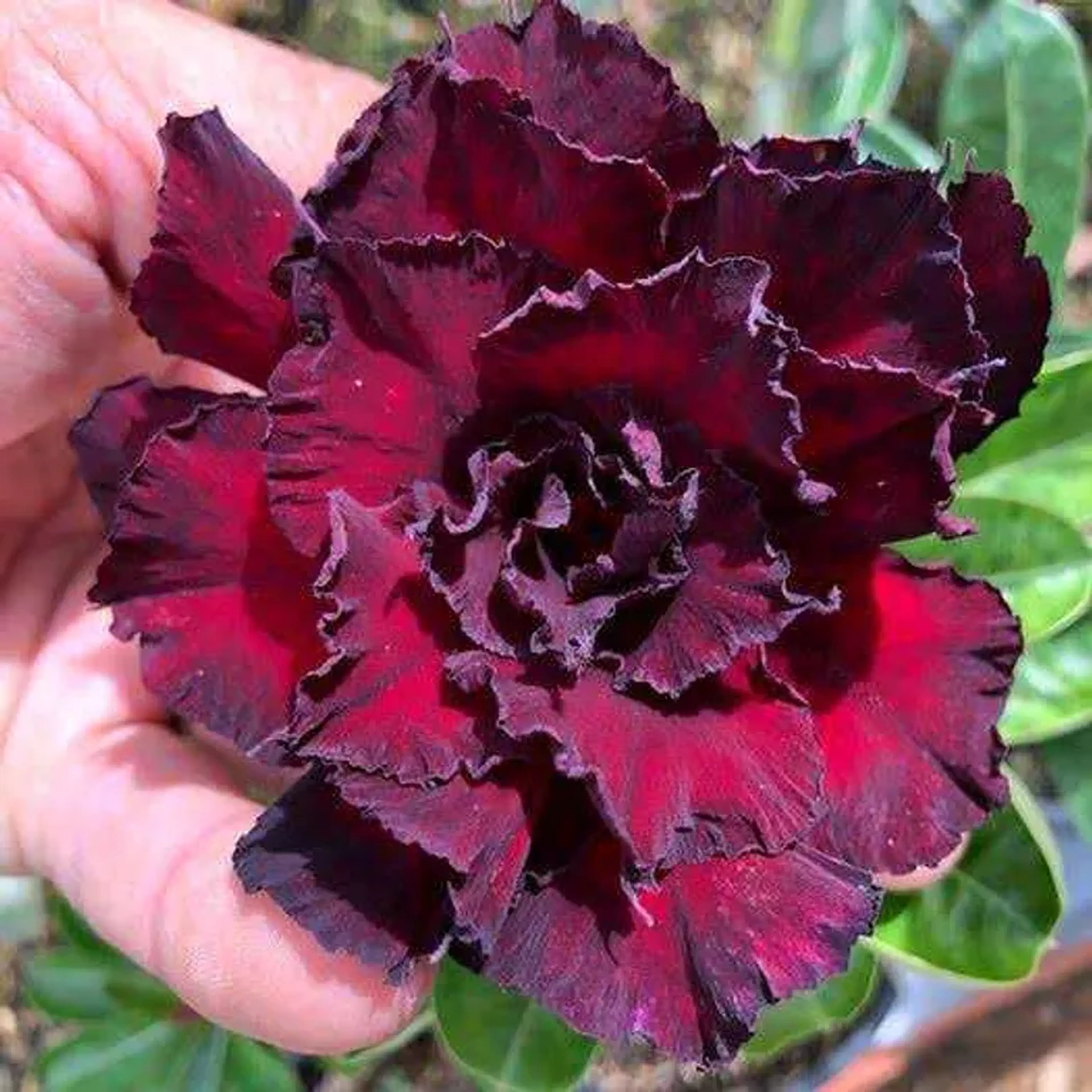 rosa do deserto Cleópatra imagem