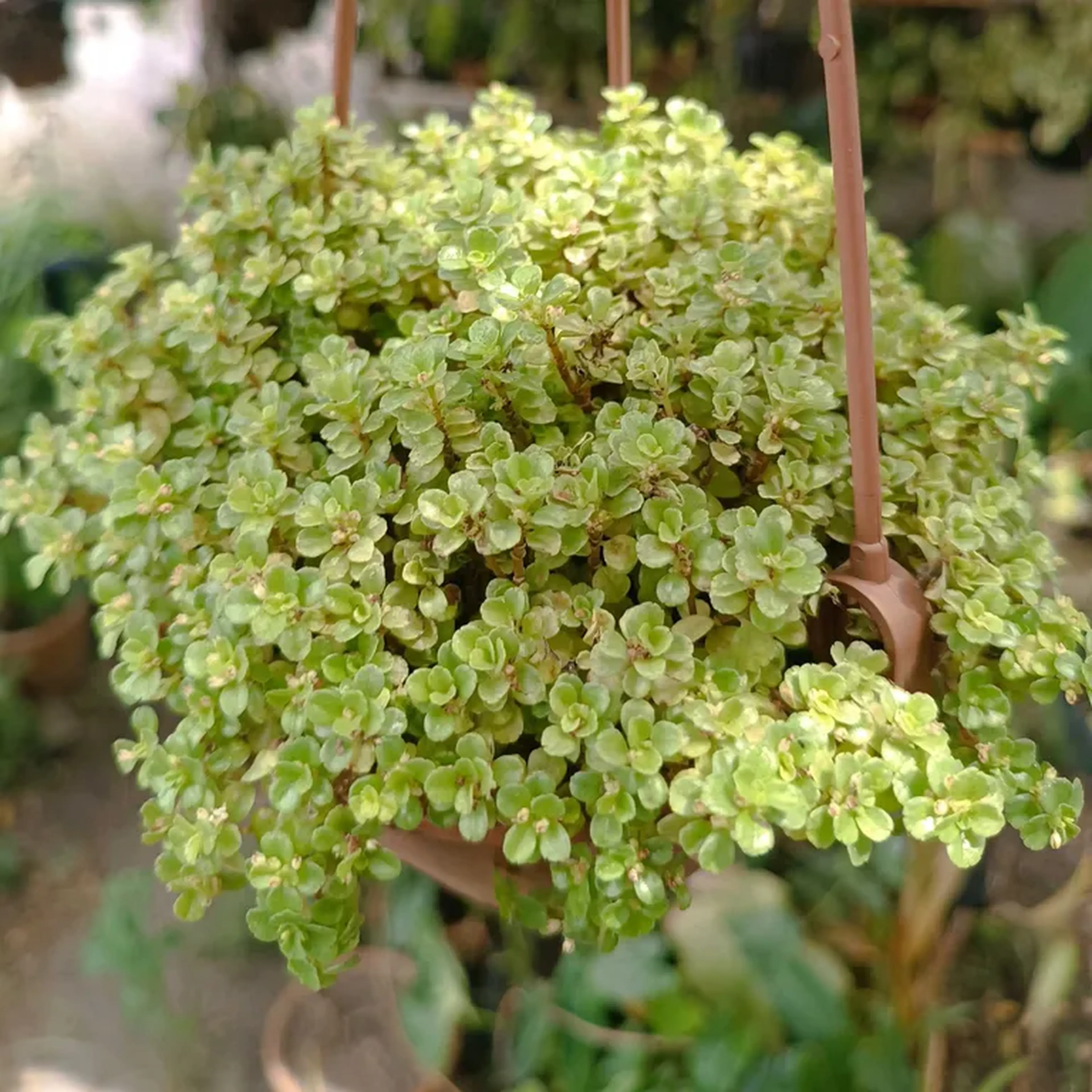 Barba de Moisés (Lágrima de bebê) - Cuia 13 imagem