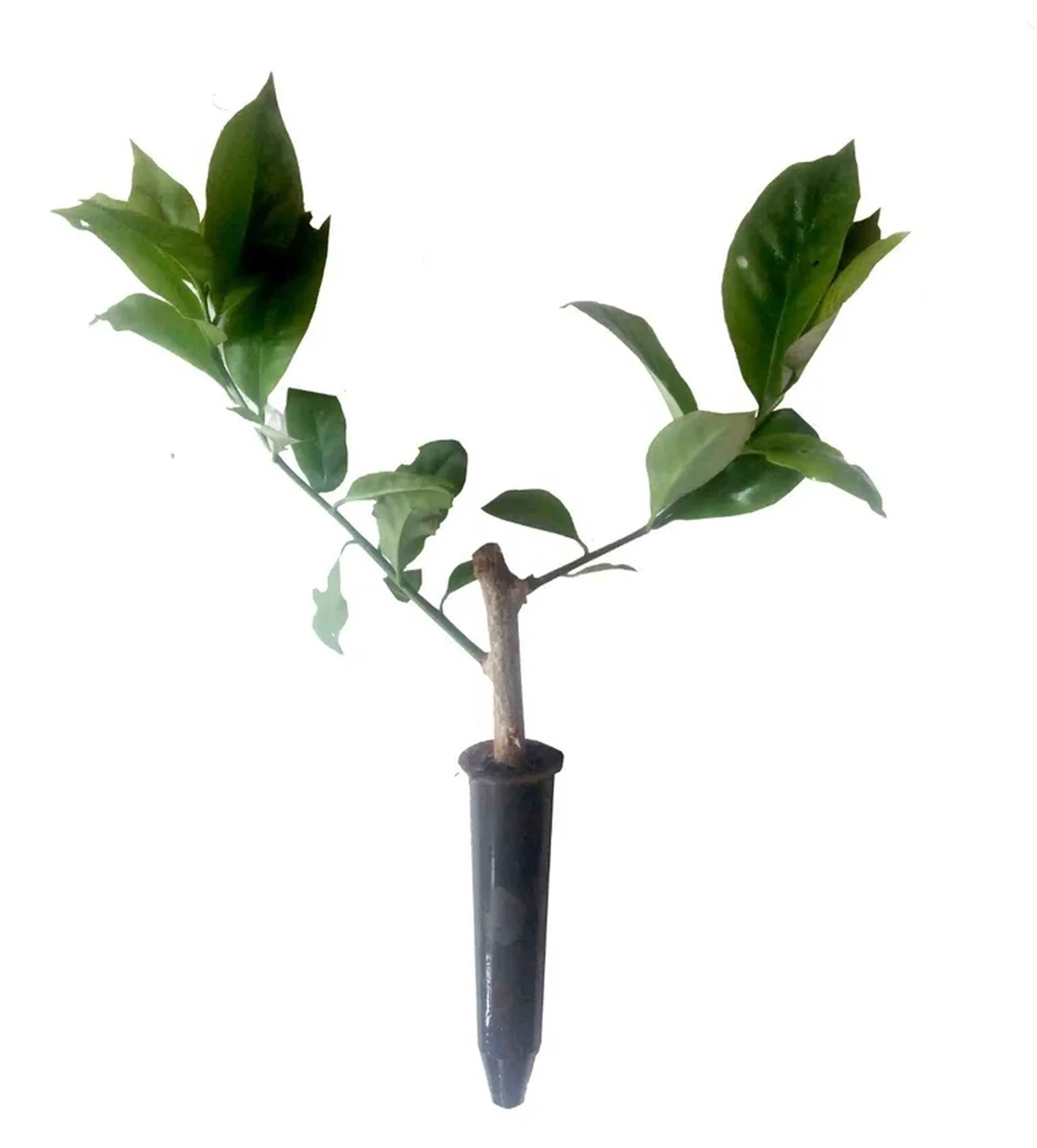 Ora pro nobis (muda enraizada) imagem