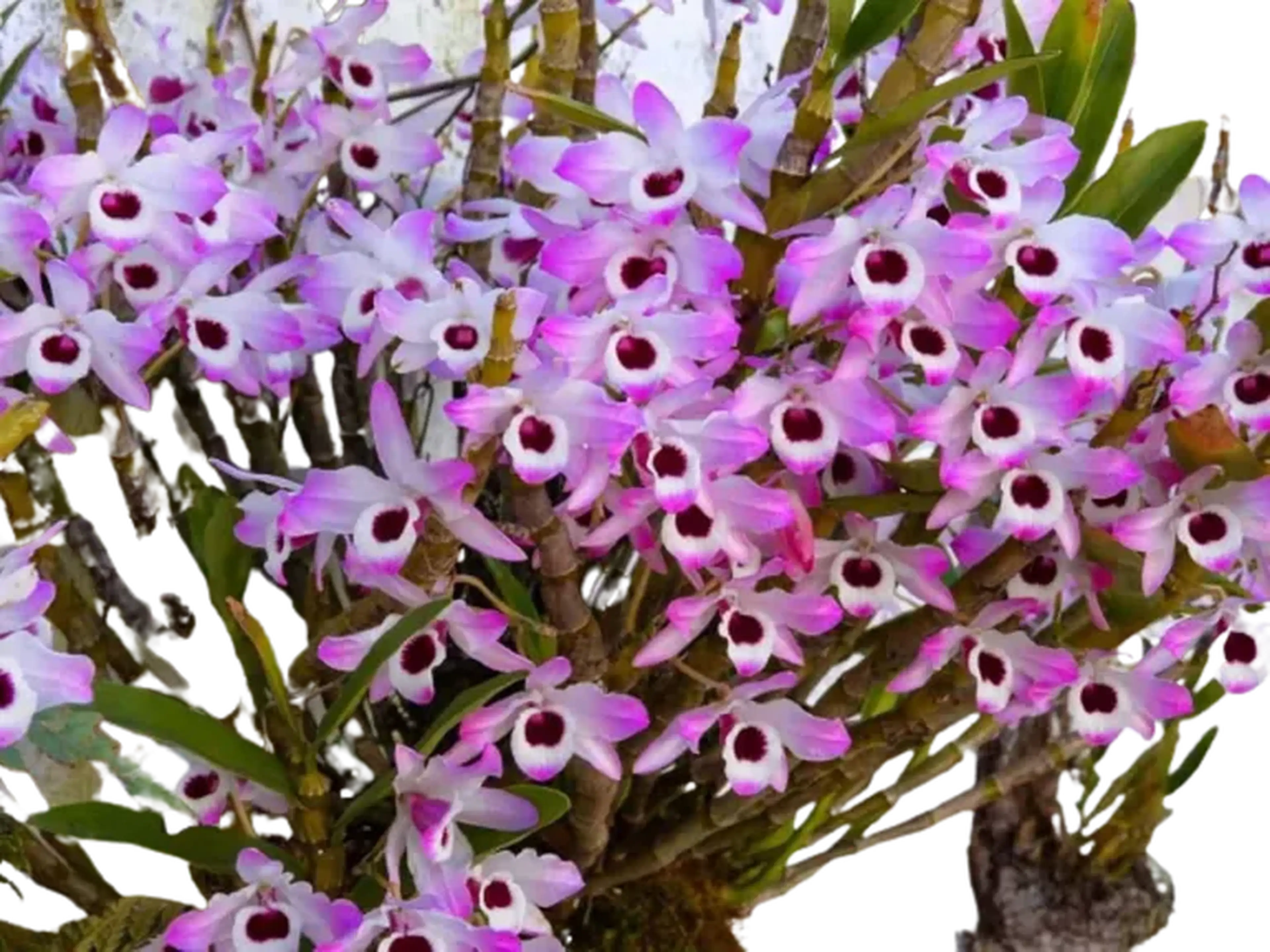 Kit: 2 Dendrobium nobile (mudas enraizadas) imagem