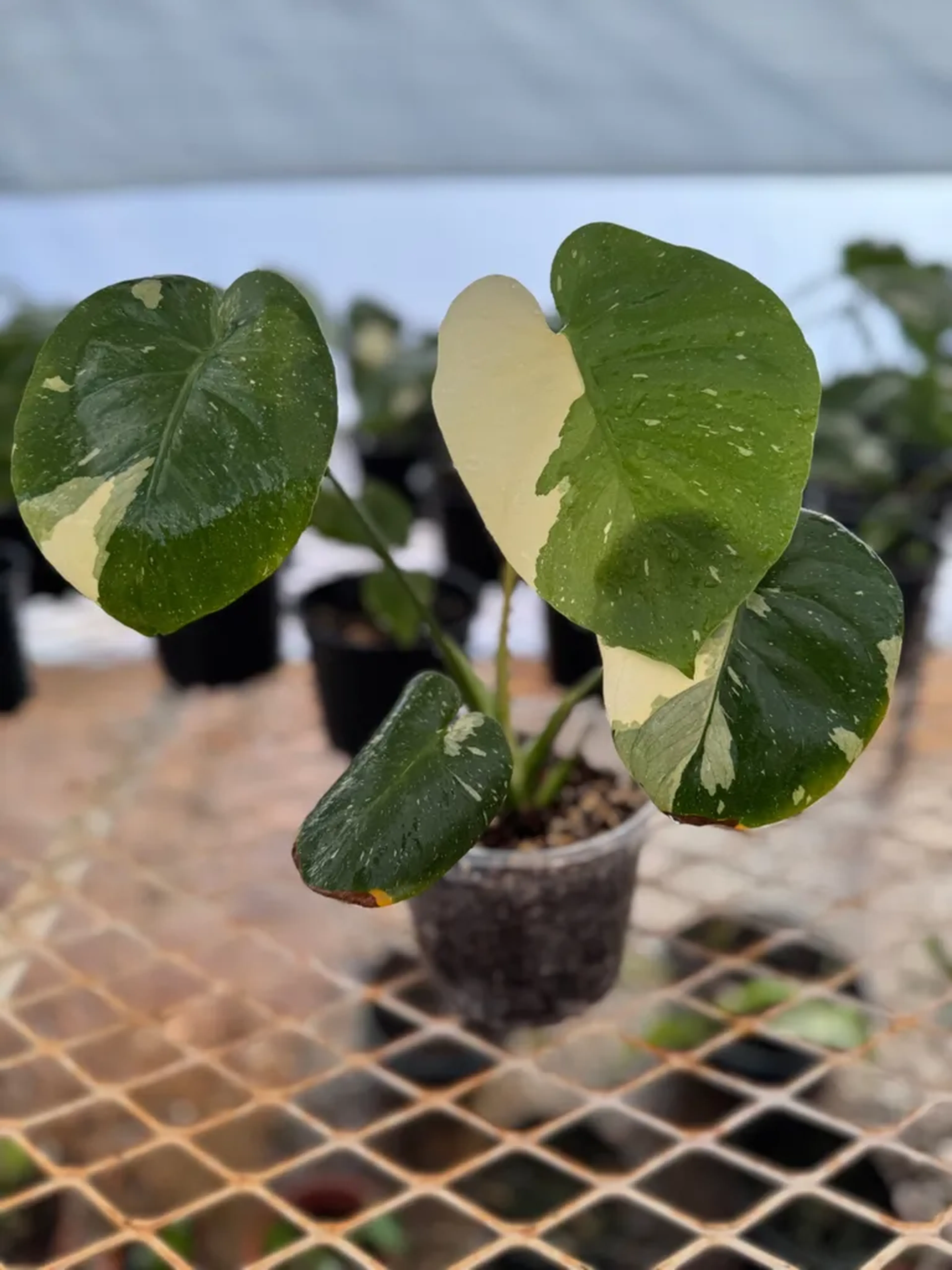 Monstera Thai Constelacion Variegata imagem